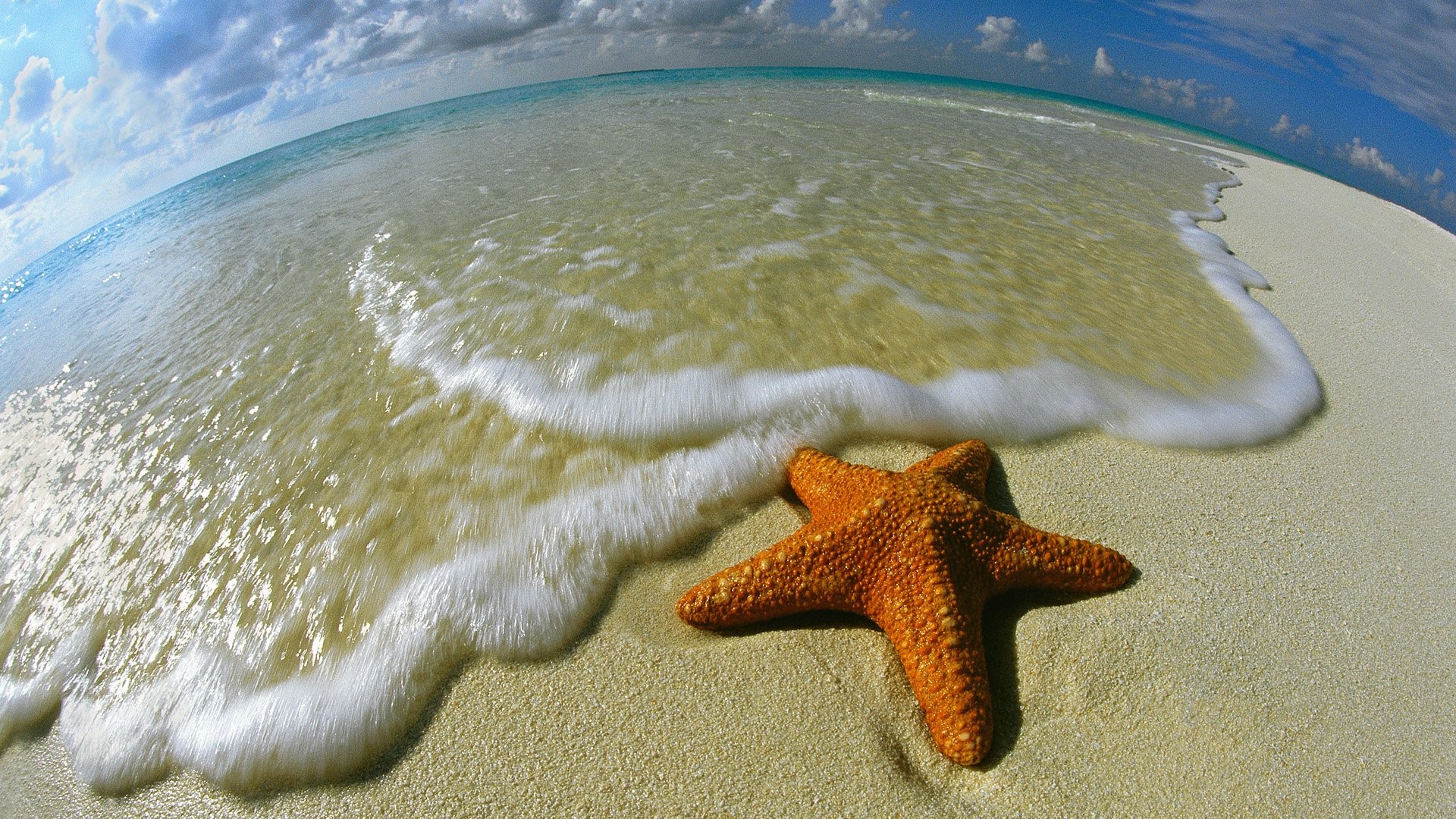 Starfish HD Wallpaper, Background Image, Abyss, Starfish, 1920x1080 Full HD Desktop