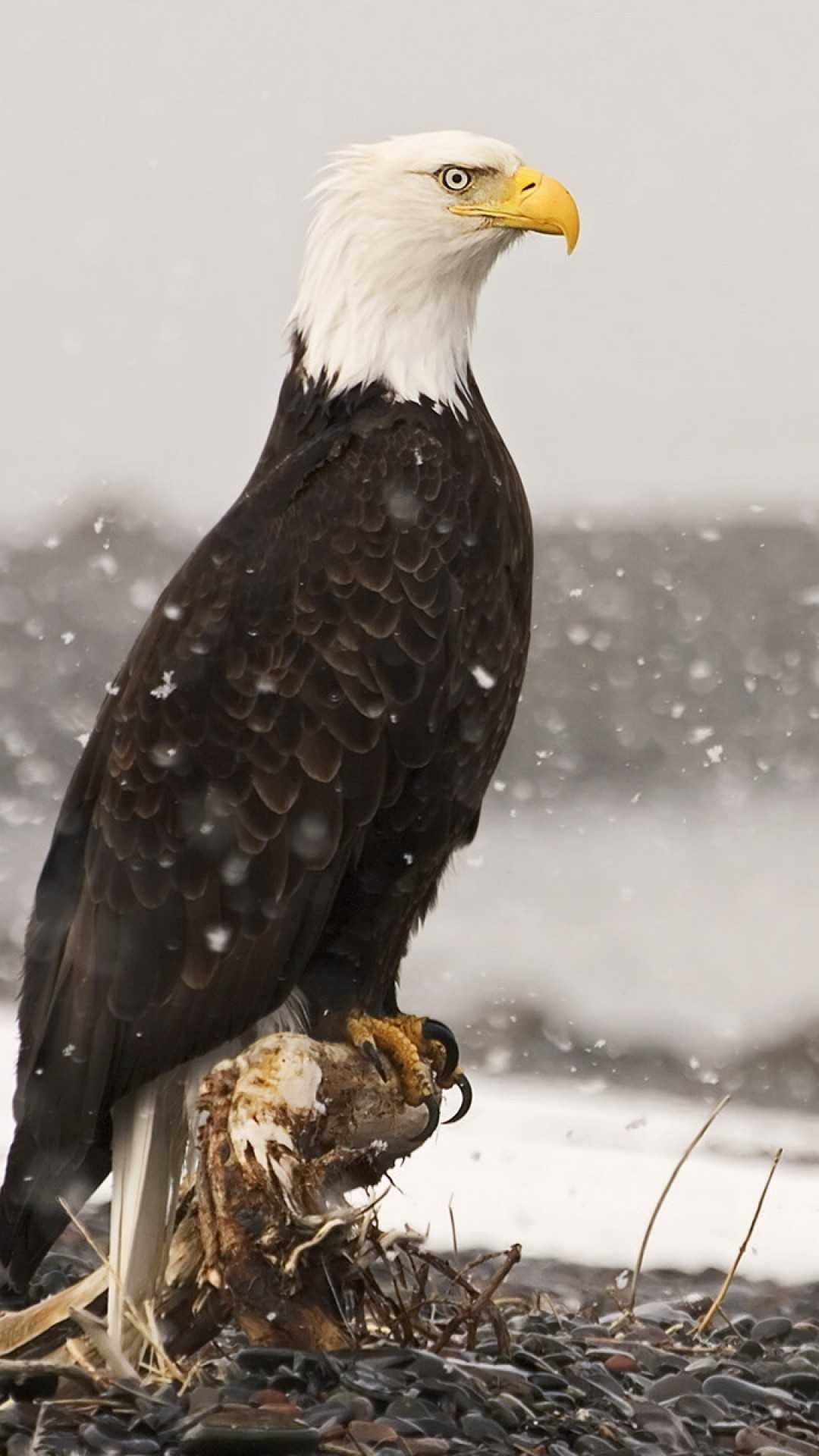 Bald eagle wallpaper, Free HD wallpapers, Patriotic symbol, High quality, 1080x1920 Full HD Phone