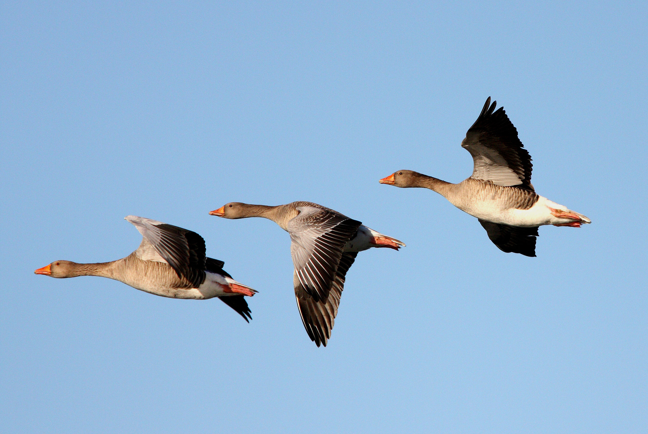 Flying geese, Majestic wingspan, Sky backdrop, HD wallpapers, 2520x1690 HD Desktop