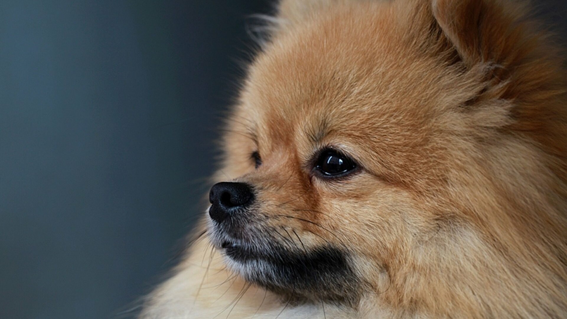 Pomeranian, HD wallpapers, Extensive collection, Digital art, 1920x1080 Full HD Desktop