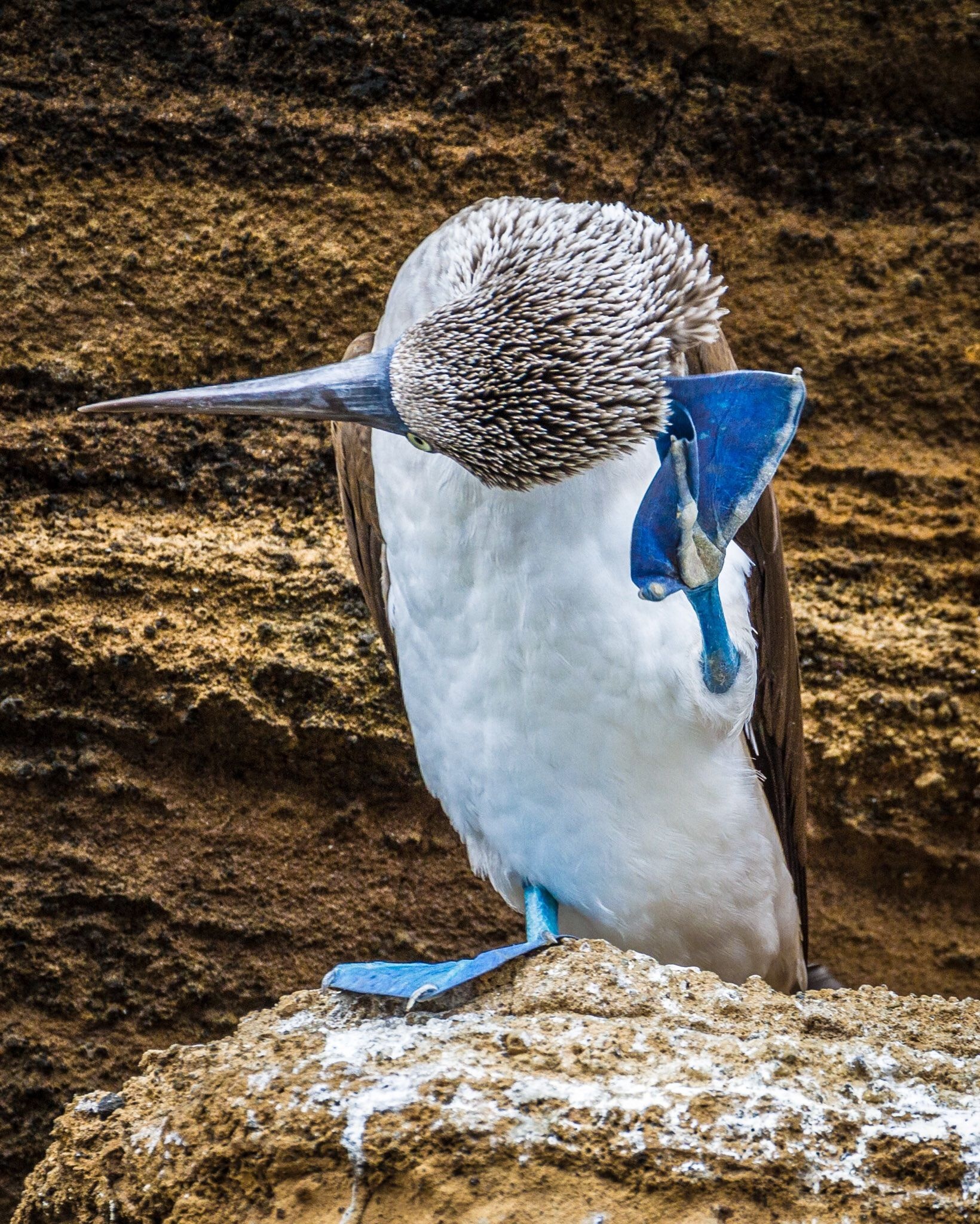 Pin, Ptaki, Blue footed booby, Bird, 1640x2050 HD Phone