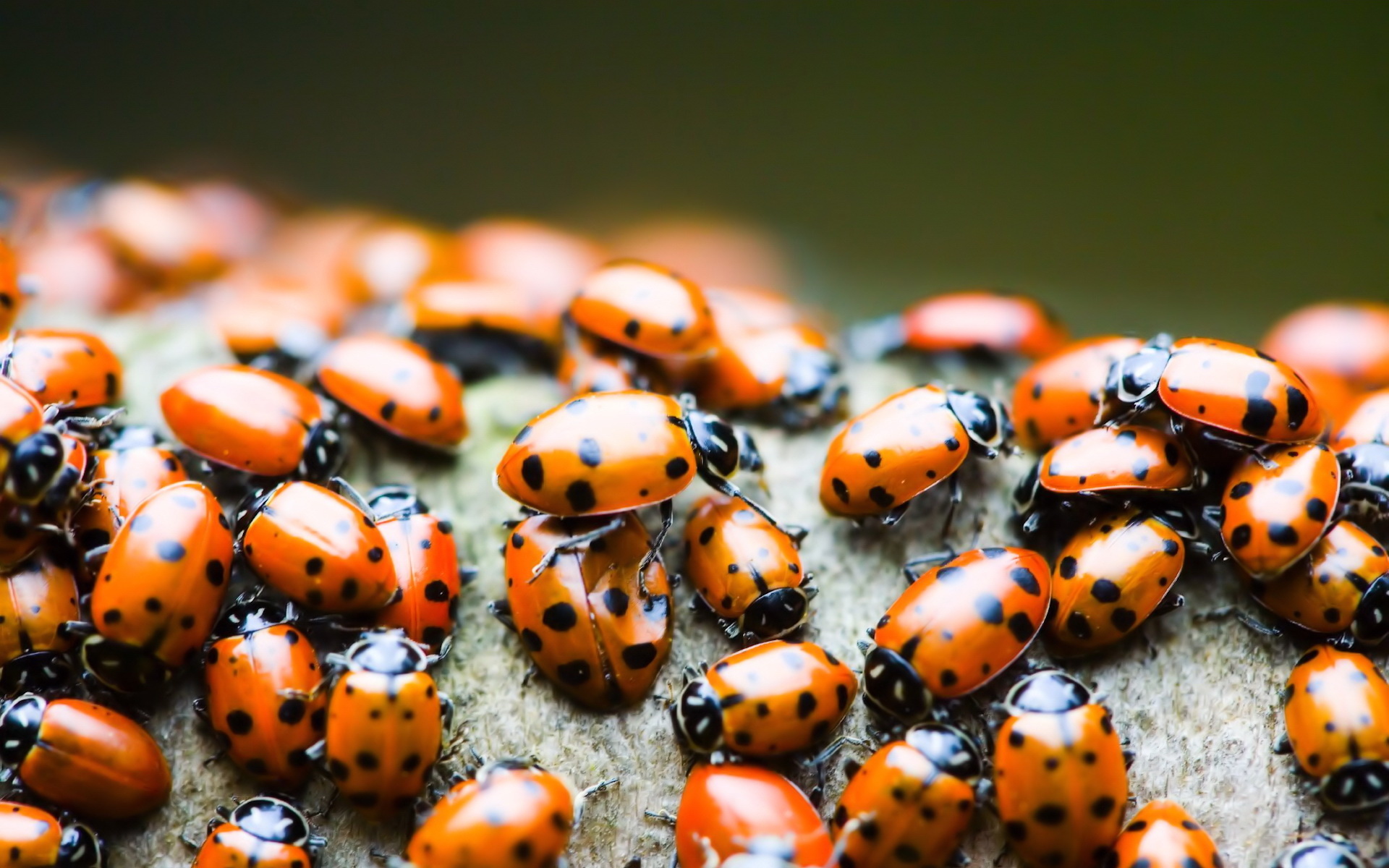 Beetle, Ladybug wallpapers, Animal, Wallpapers, 1920x1200 HD Desktop