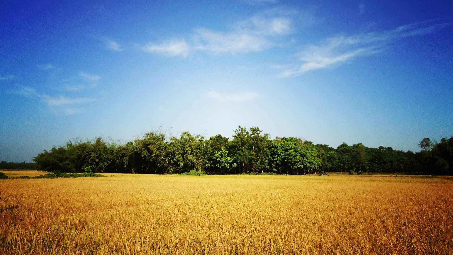 Golden Bangladesh, Blue skies, Village wallpaper, Nature landscapes, 1920x1080 Full HD Desktop