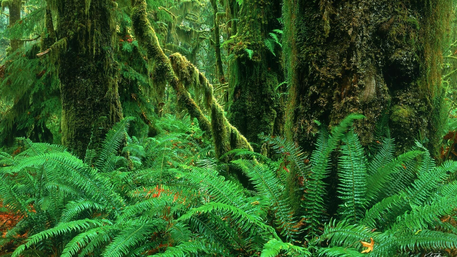 Enchanting scenery, Pacific Northwest charm, Verdant rainforest, Captivating backdrop, 1920x1080 Full HD Desktop