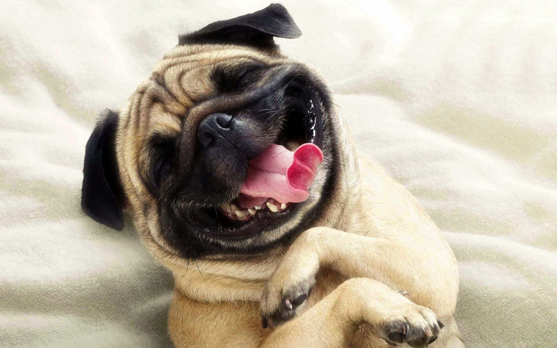 Pug, Funny Wallpaper, 1920x1200 HD Desktop