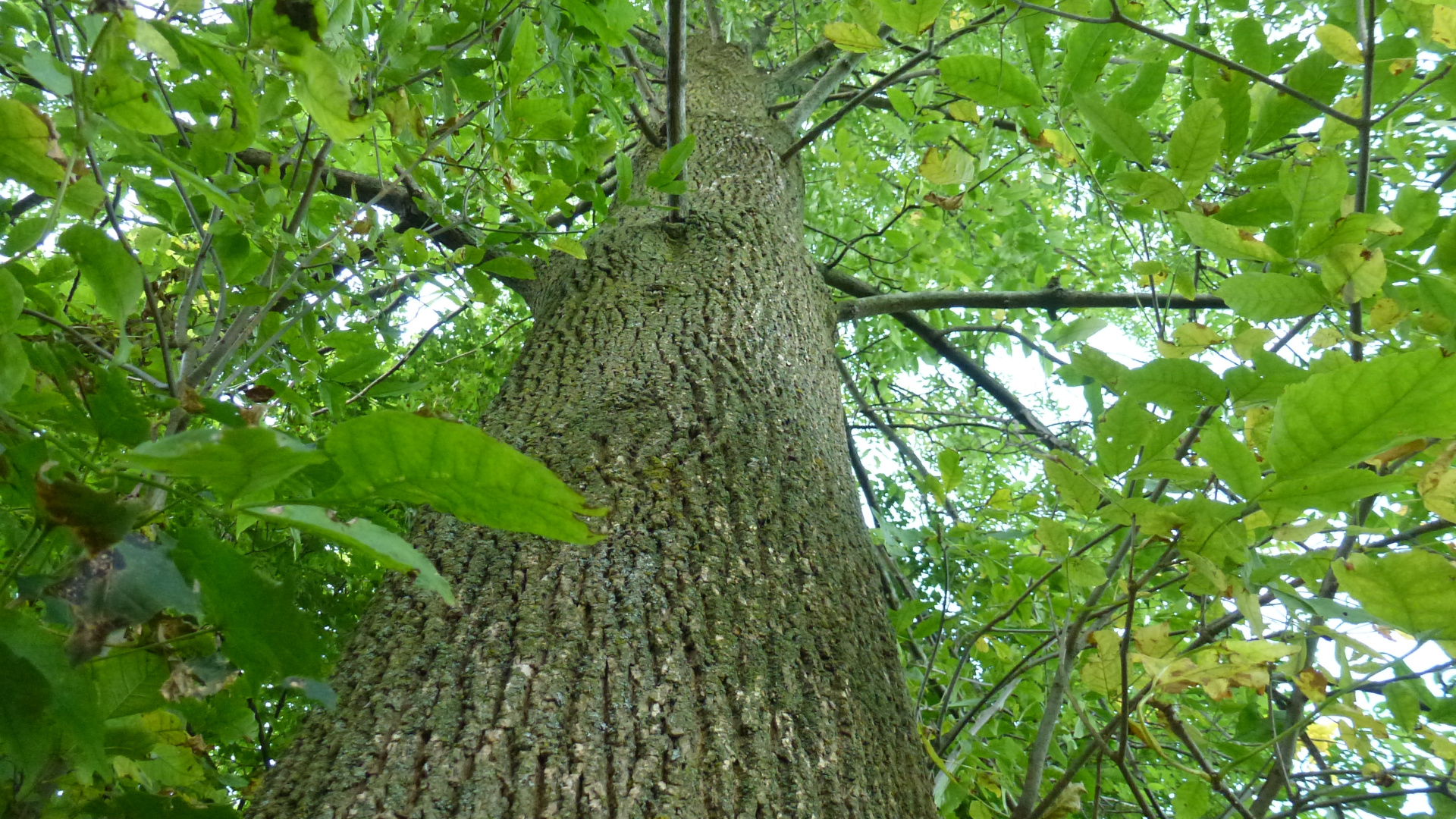 Ash tree wallpaper, Nature-inspired, High resolution, Desktop and mobile, 1920x1080 Full HD Desktop