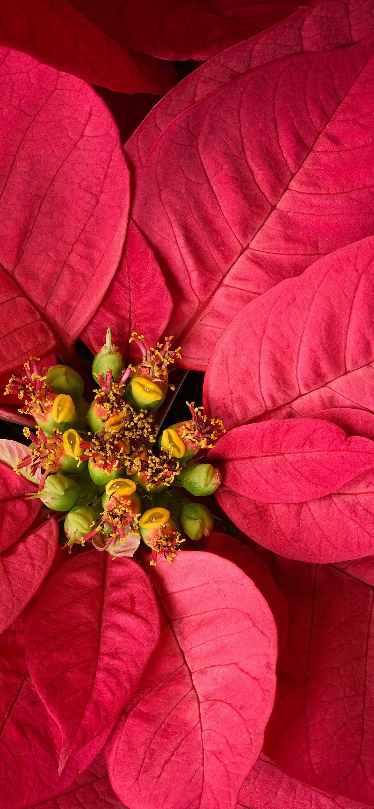 iPhone wallpapers, Stunning HD, Nature's beauty, Poinsettia art, 1290x2780 HD Phone