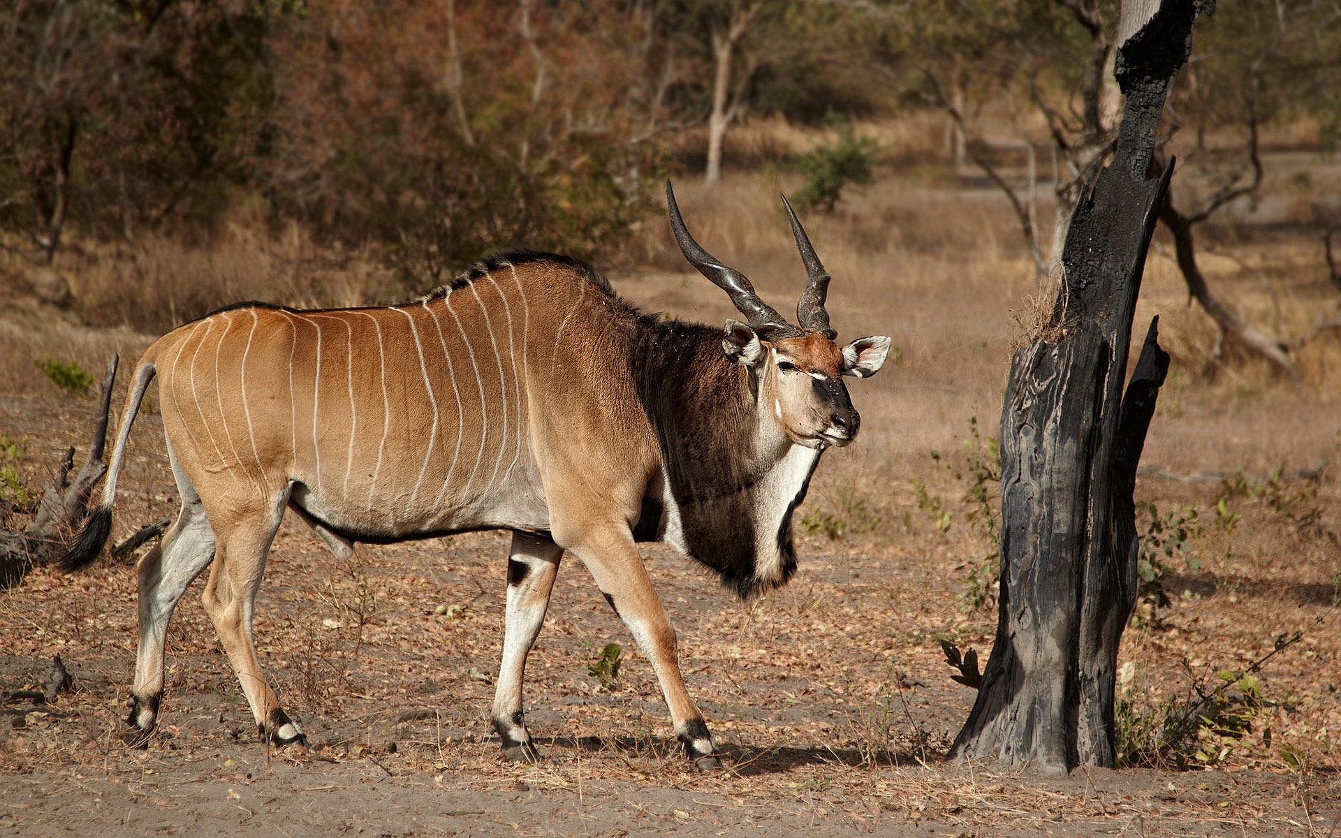 30 antelope wallpapers, African wildlife, Graceful strides, Nature's elegance, 1920x1200 HD Desktop