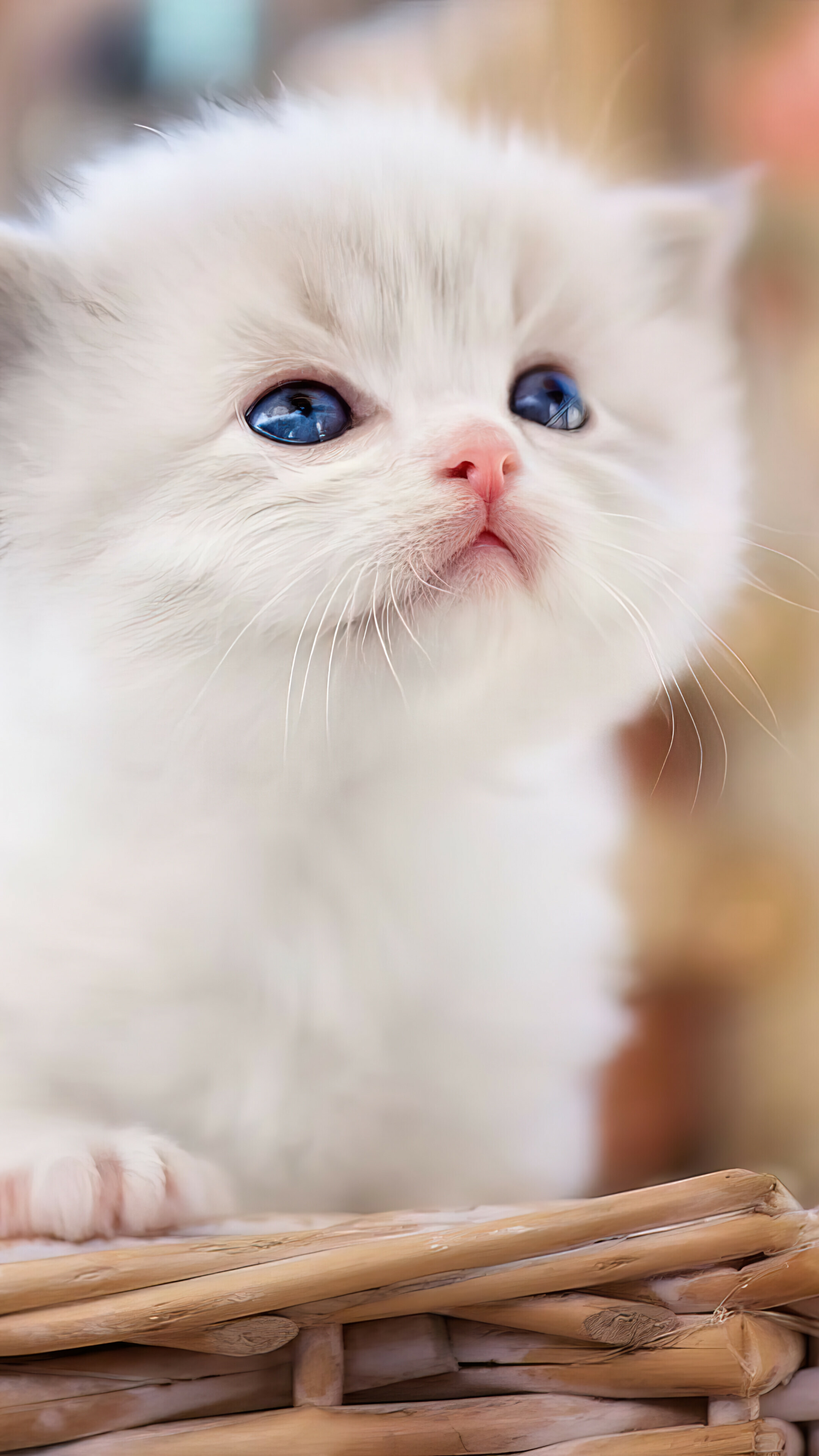 Cute white cat wallpaper, Lovely phone background, Stunning 4K image quality, Adorable feline companion, 2160x3840 4K Phone