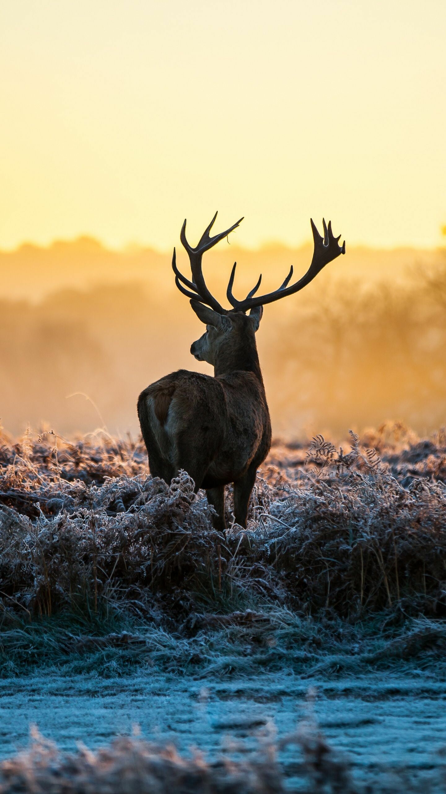 Elegant reindeer, Majestic antlers, Arctic habitat, Wildlife photograph, 1440x2560 HD Phone