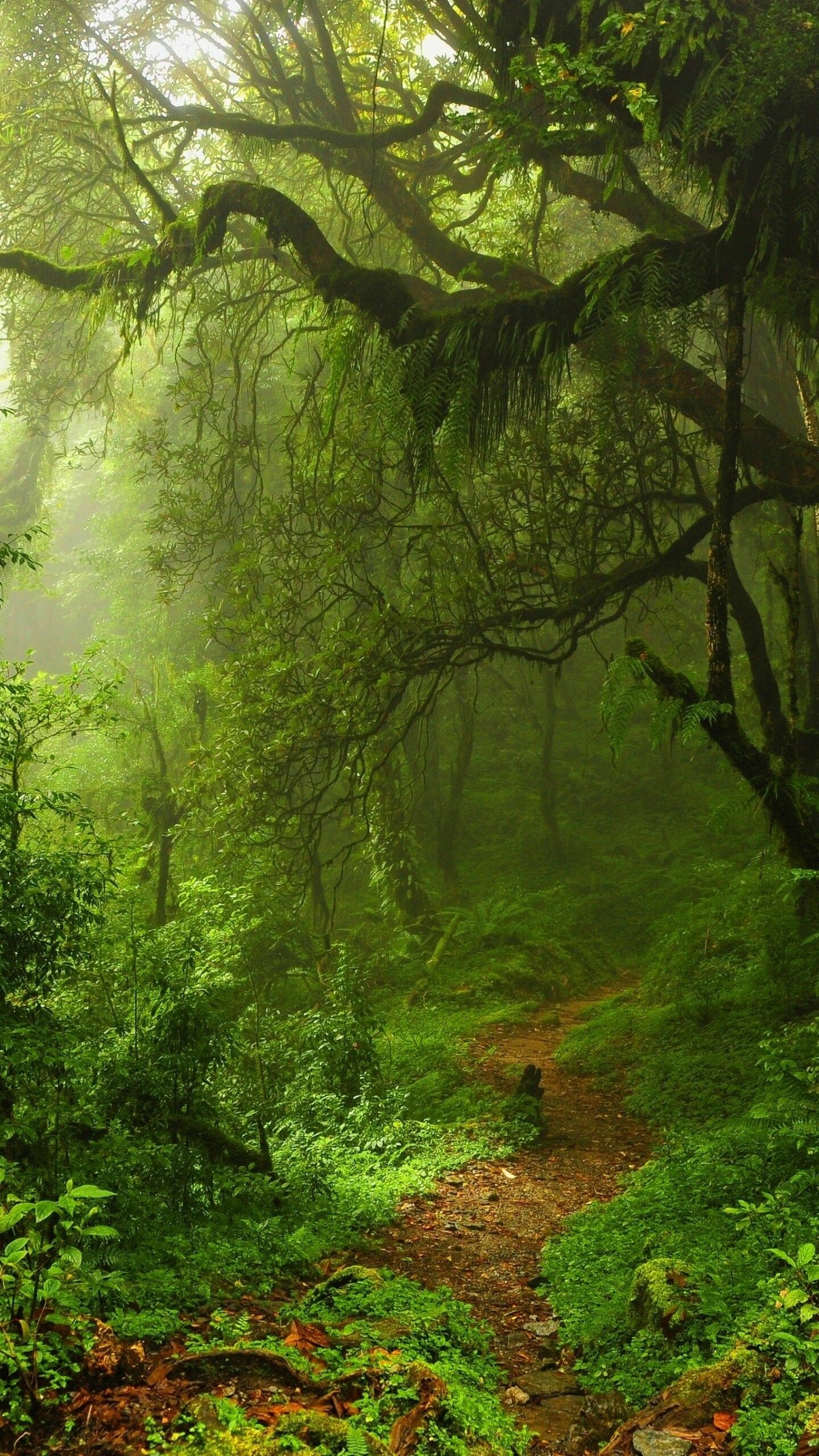 Green forest, 4K wallpapers, Nature's beauty, Tranquil surroundings, 1440x2560 HD Phone