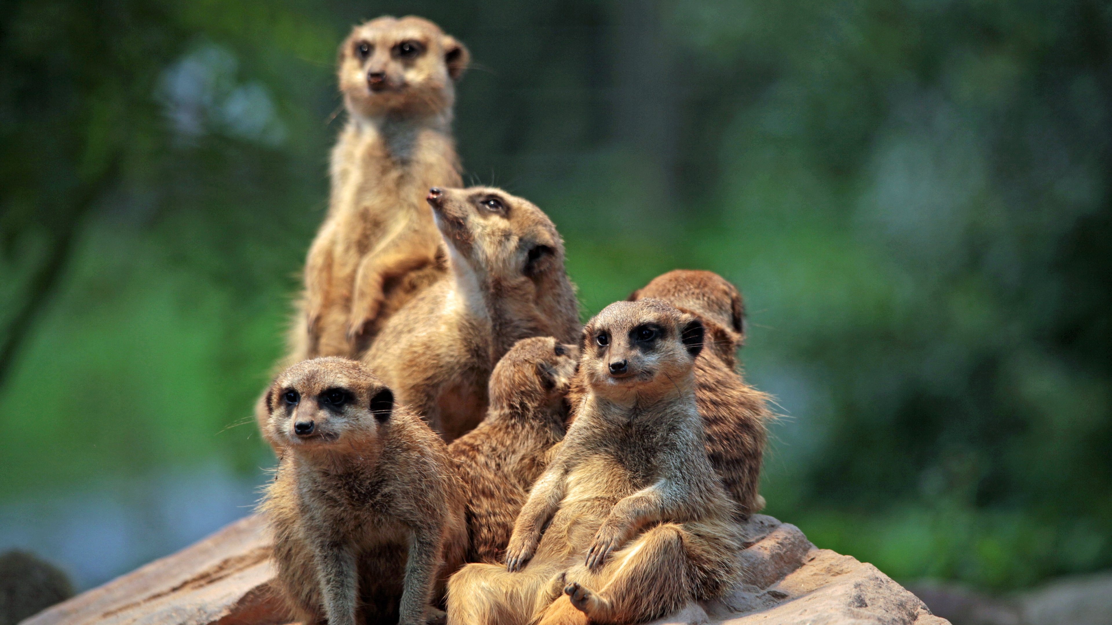 Meerkats, Family Wallpaper, 3840x2160 4K Desktop