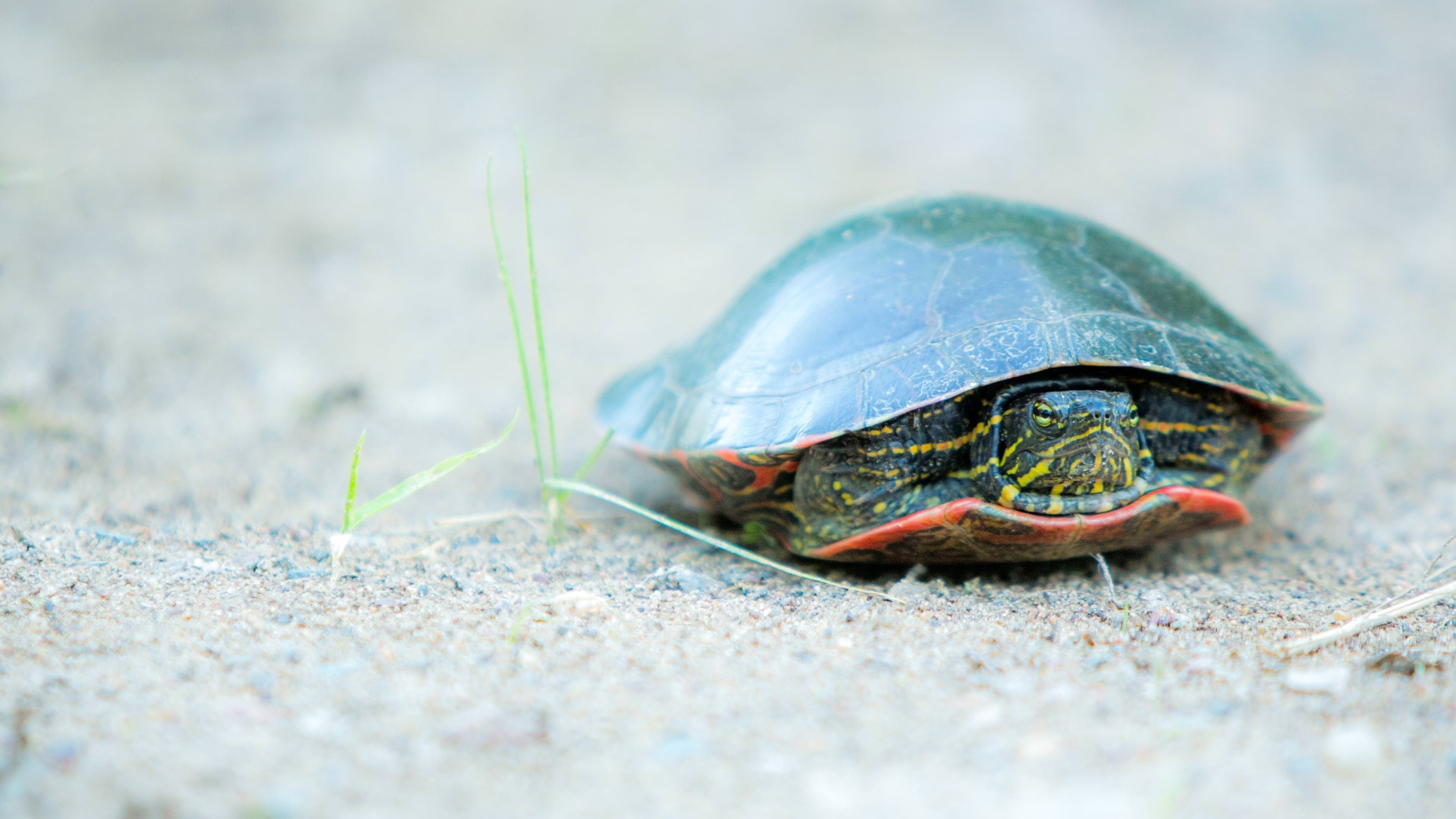 Vibrant turtle, Captivating wallpaper, Hot desktop, Mobile masterpiece, 3840x2160 4K Desktop