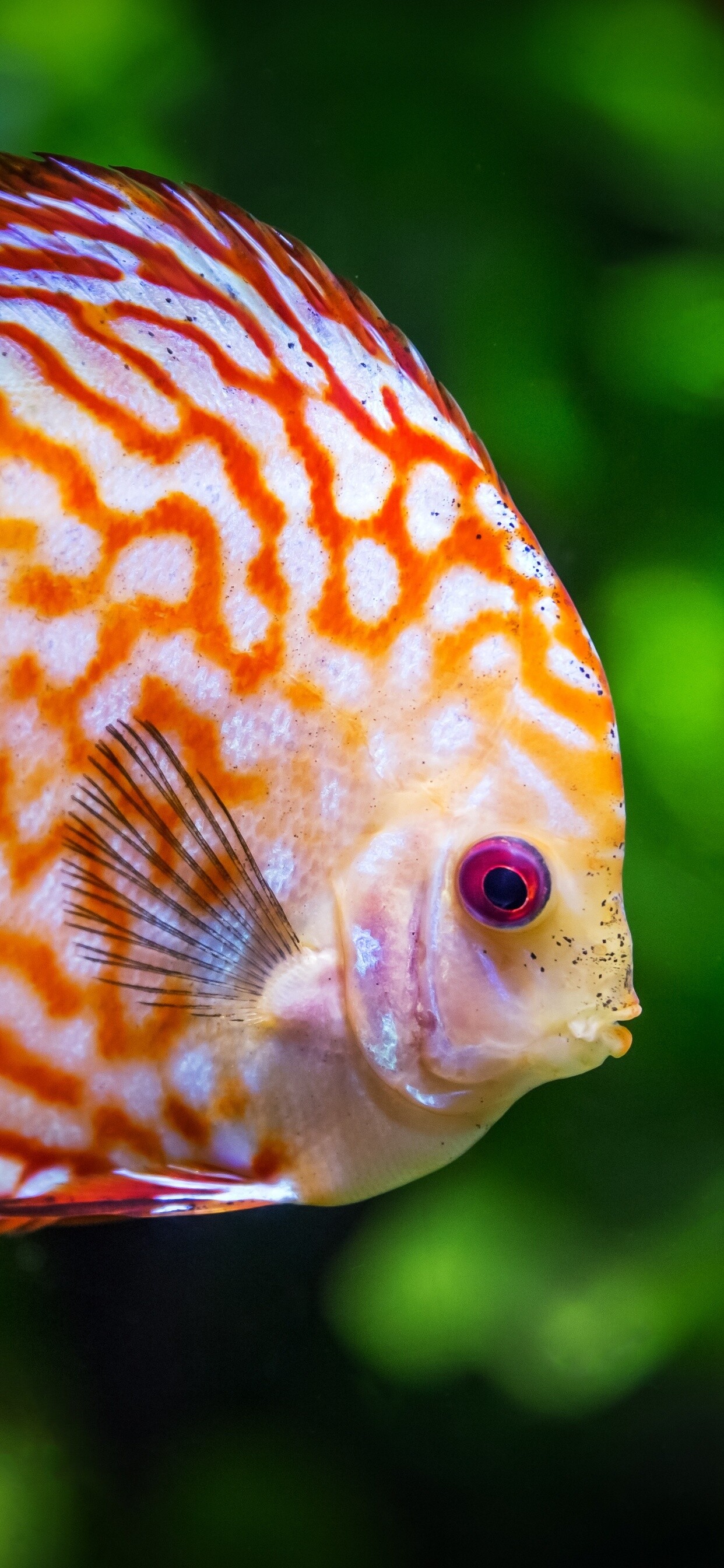 Discus, Fish Wallpaper, 1250x2690 HD Phone