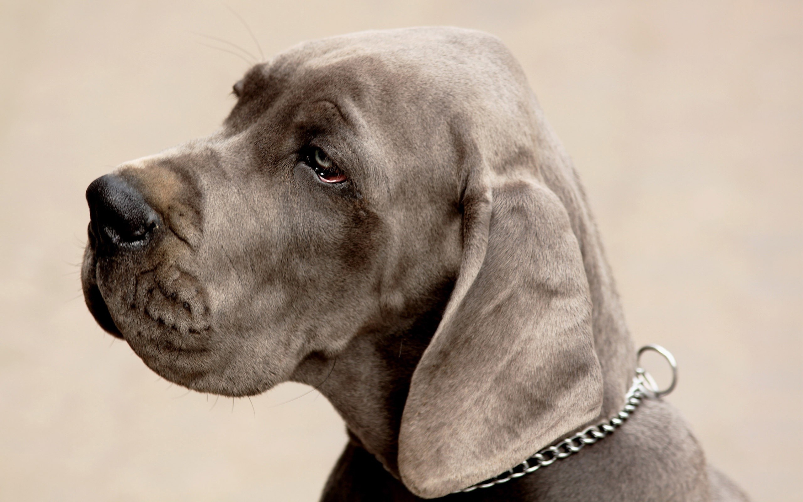 Great Dane nose, Weimaraner, Snout detail, Athletic dog, 2560x1600 HD Desktop