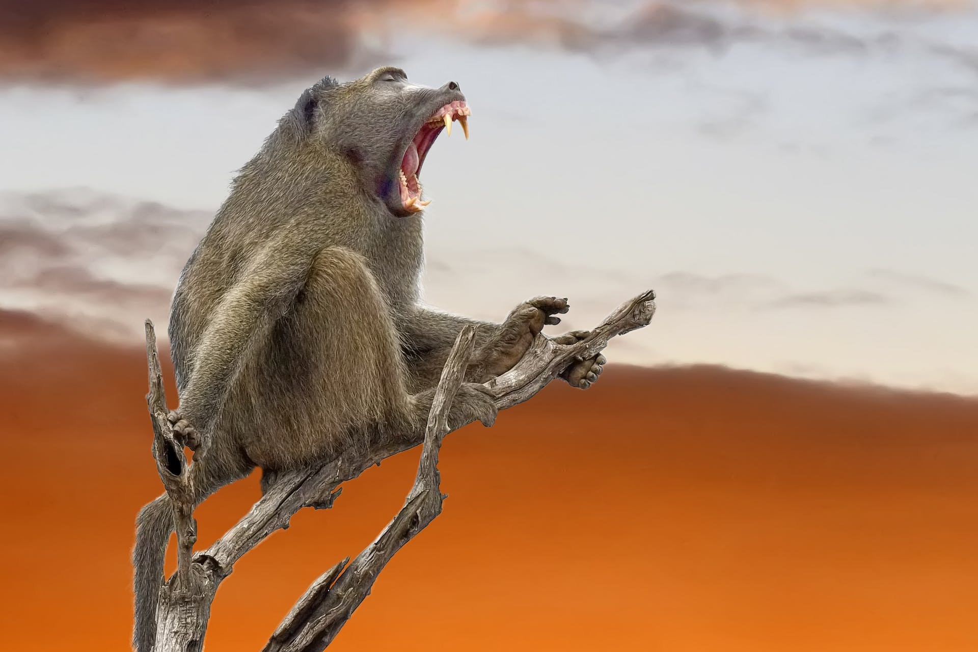 Yellow baboon, Baboon Wallpaper, 1920x1280 HD Desktop