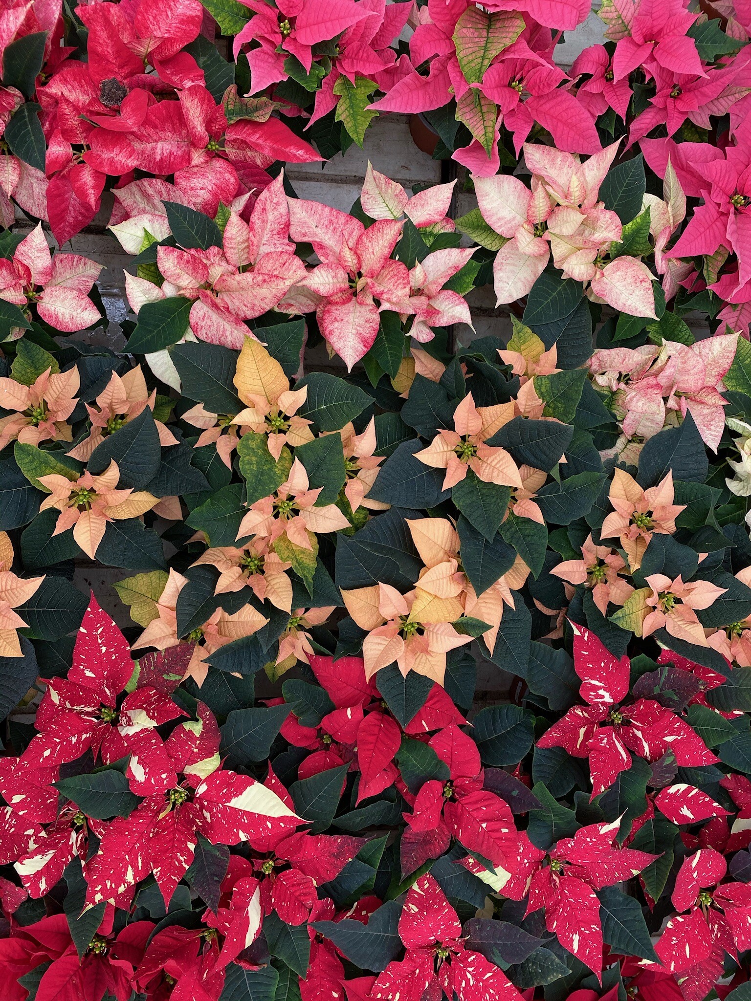 Poinsettia