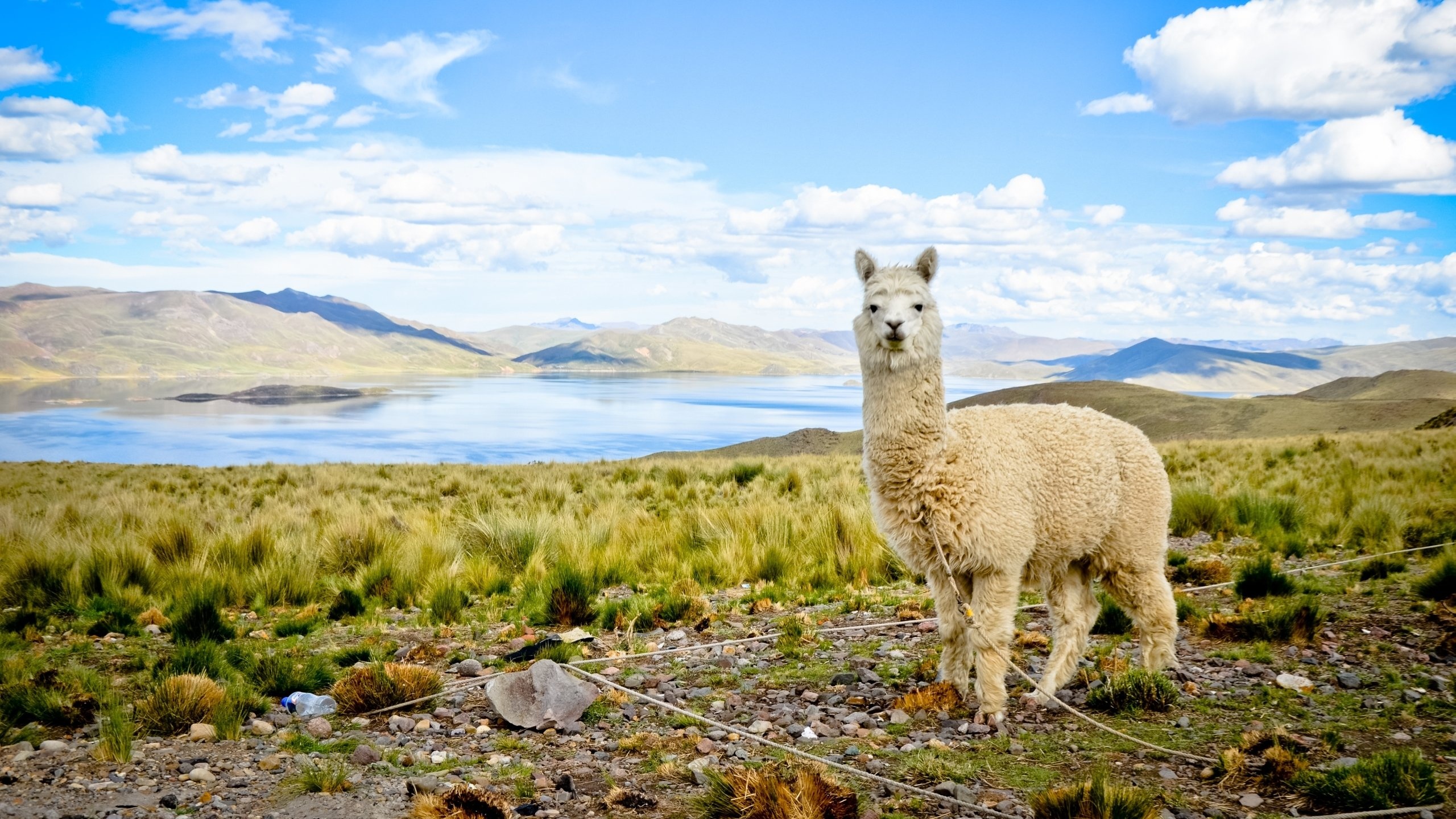 High-resolution alpaca wallpaper, Desktop beauty, Stunning visuals, Detailed design, 2560x1440 HD Desktop