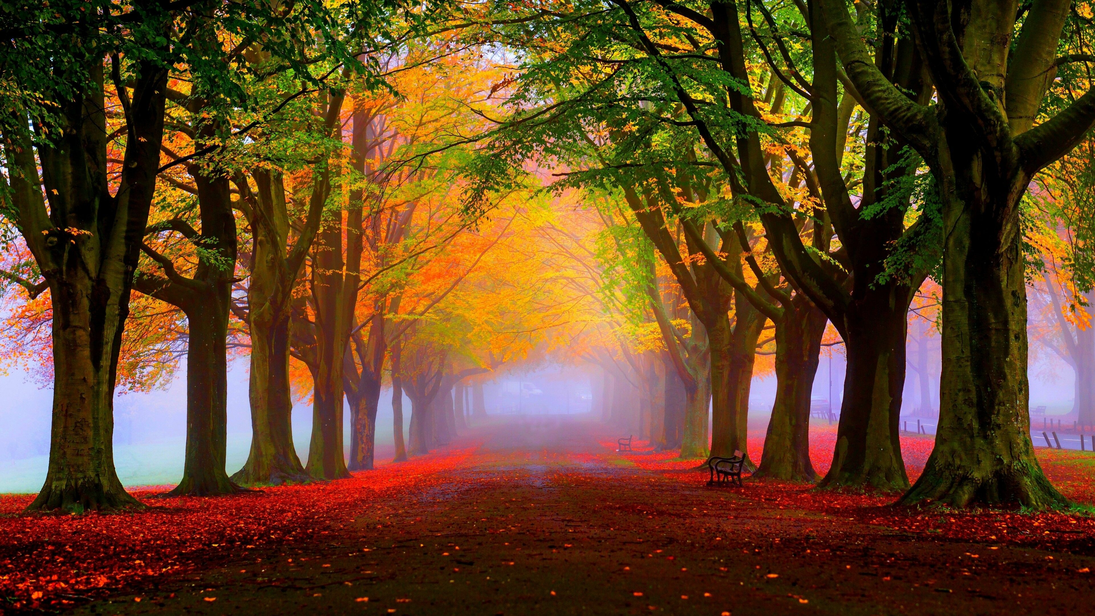 Autumn, 4K wallpapers, Free download, Stunning visuals, 3840x2160 4K Desktop