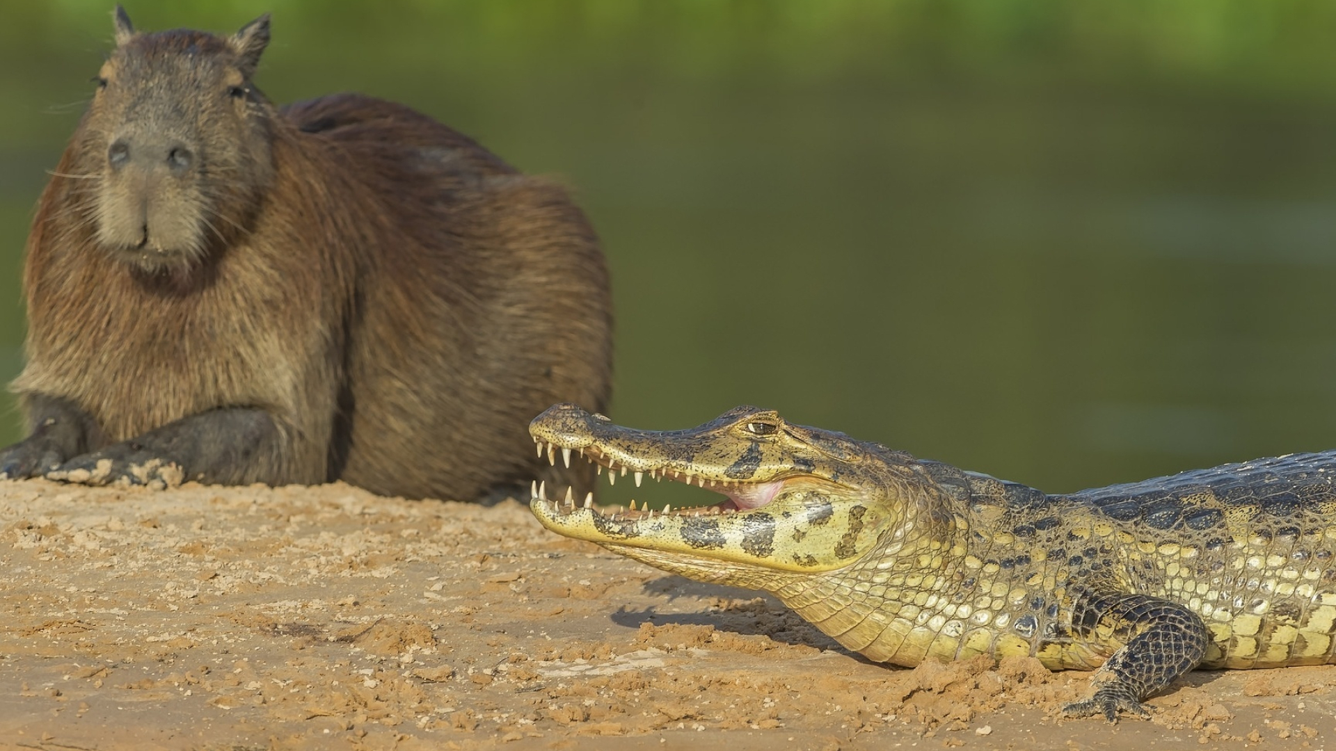 Crocodile, Capybaras Wallpaper, 1920x1080 Full HD Desktop