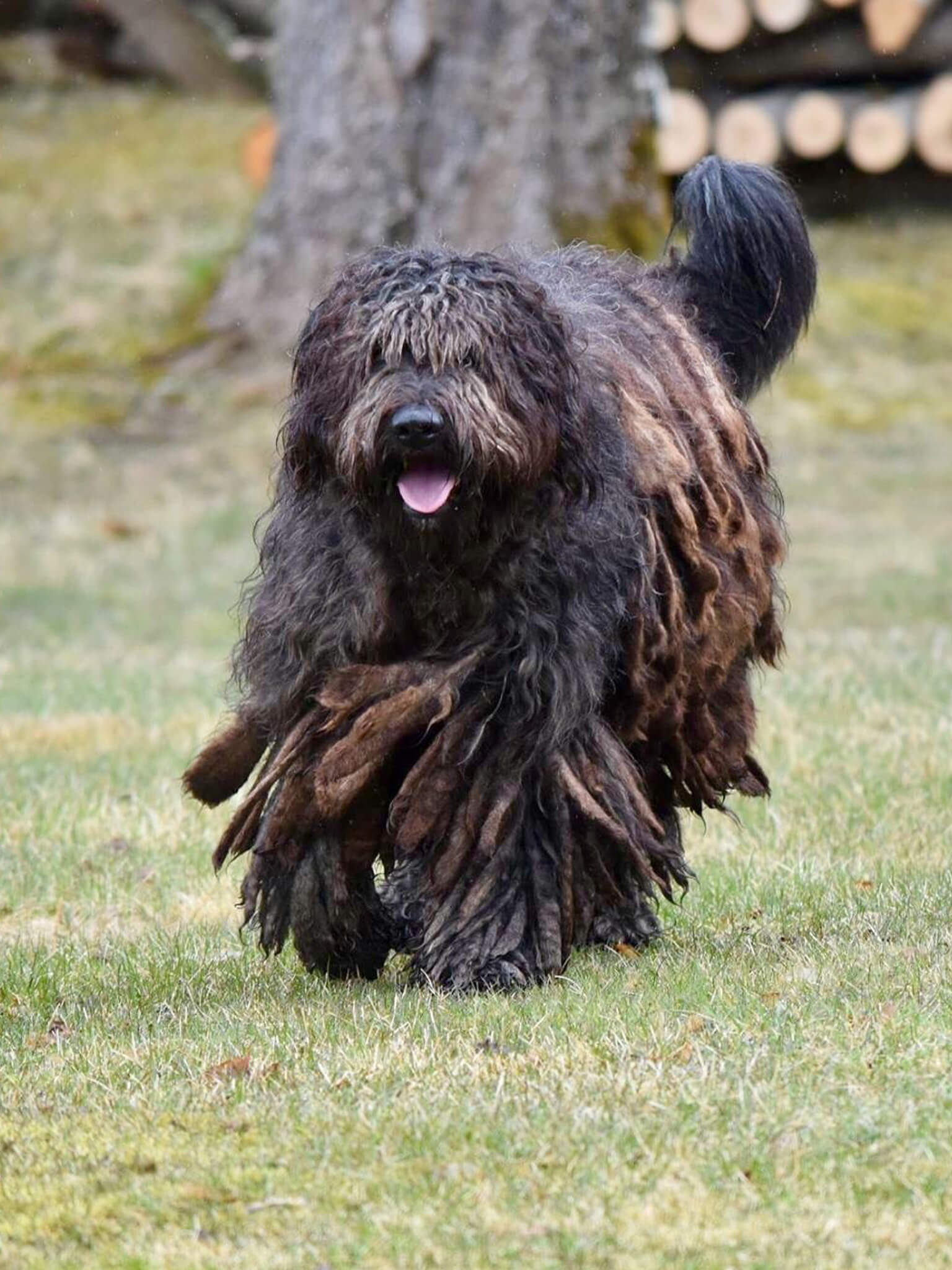 Bergamasco, Training course, Bergamasco, Animal, 1540x2050 HD Phone