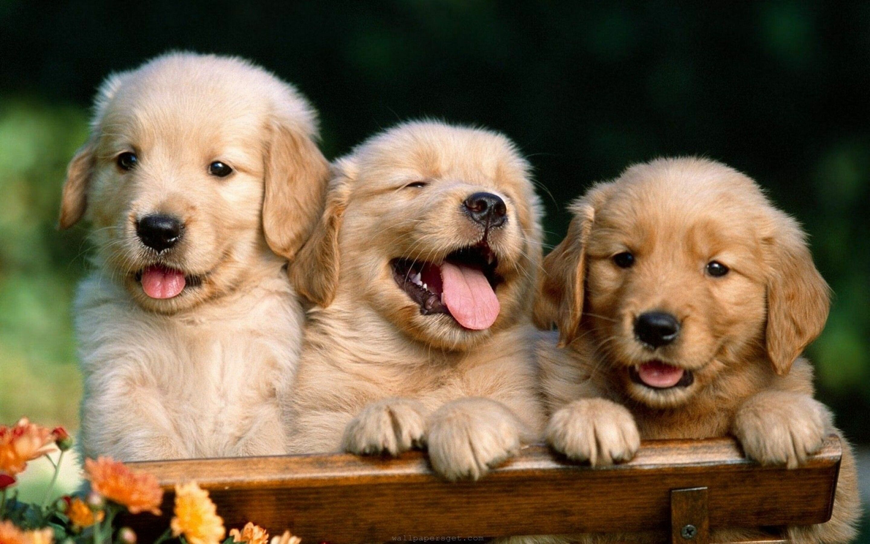 Puppies, Girly Wallpaper, 2880x1800 HD Desktop