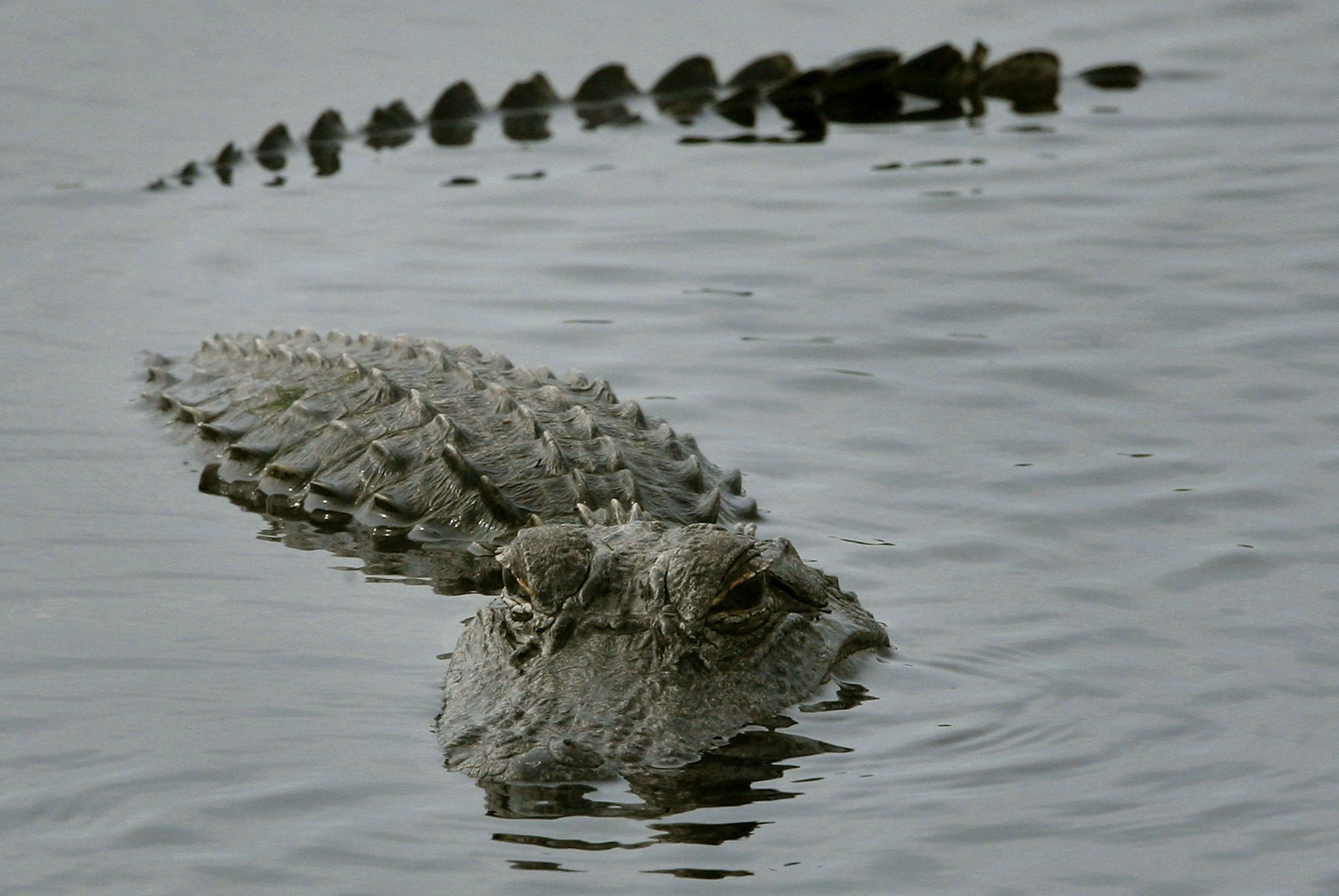 The American, Alligators Wallpaper, 3000x2010 HD Desktop