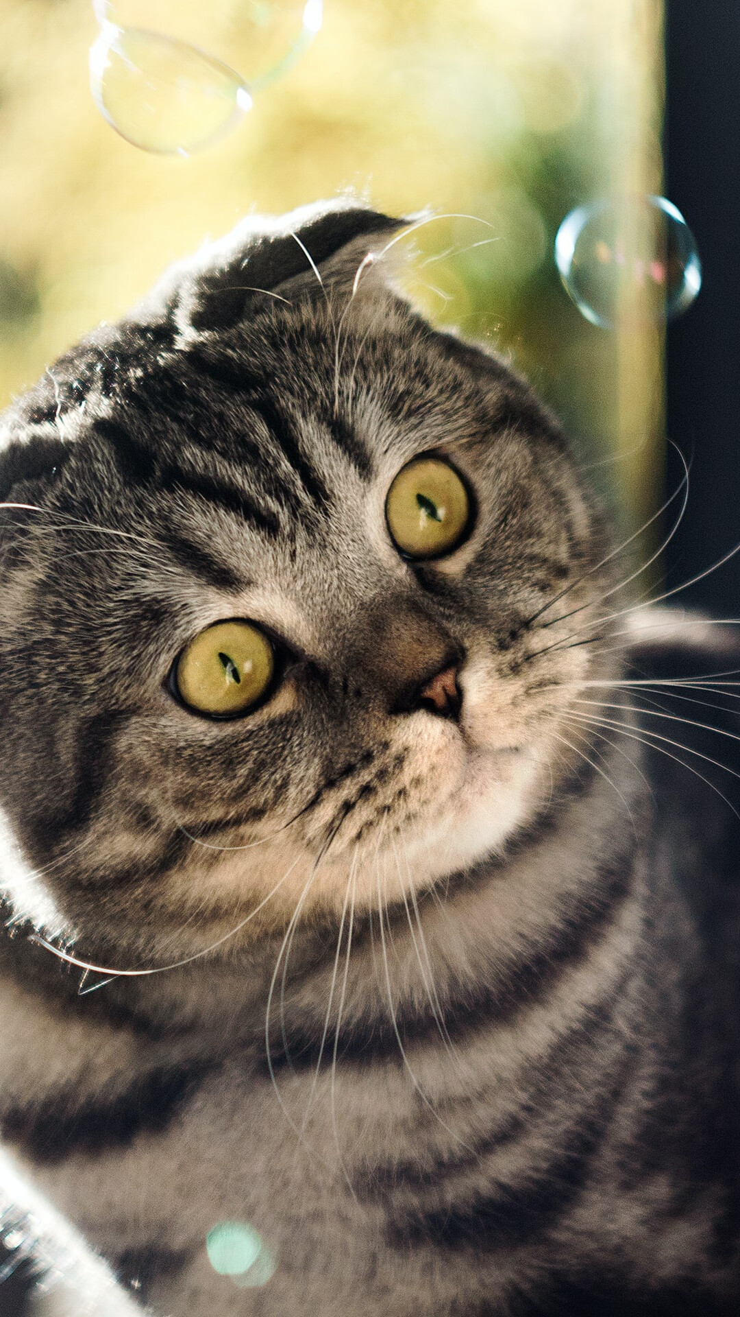 Scottish Fold, Big cat, HD wallpaper, JPG format, 1080x1920 Full HD Phone