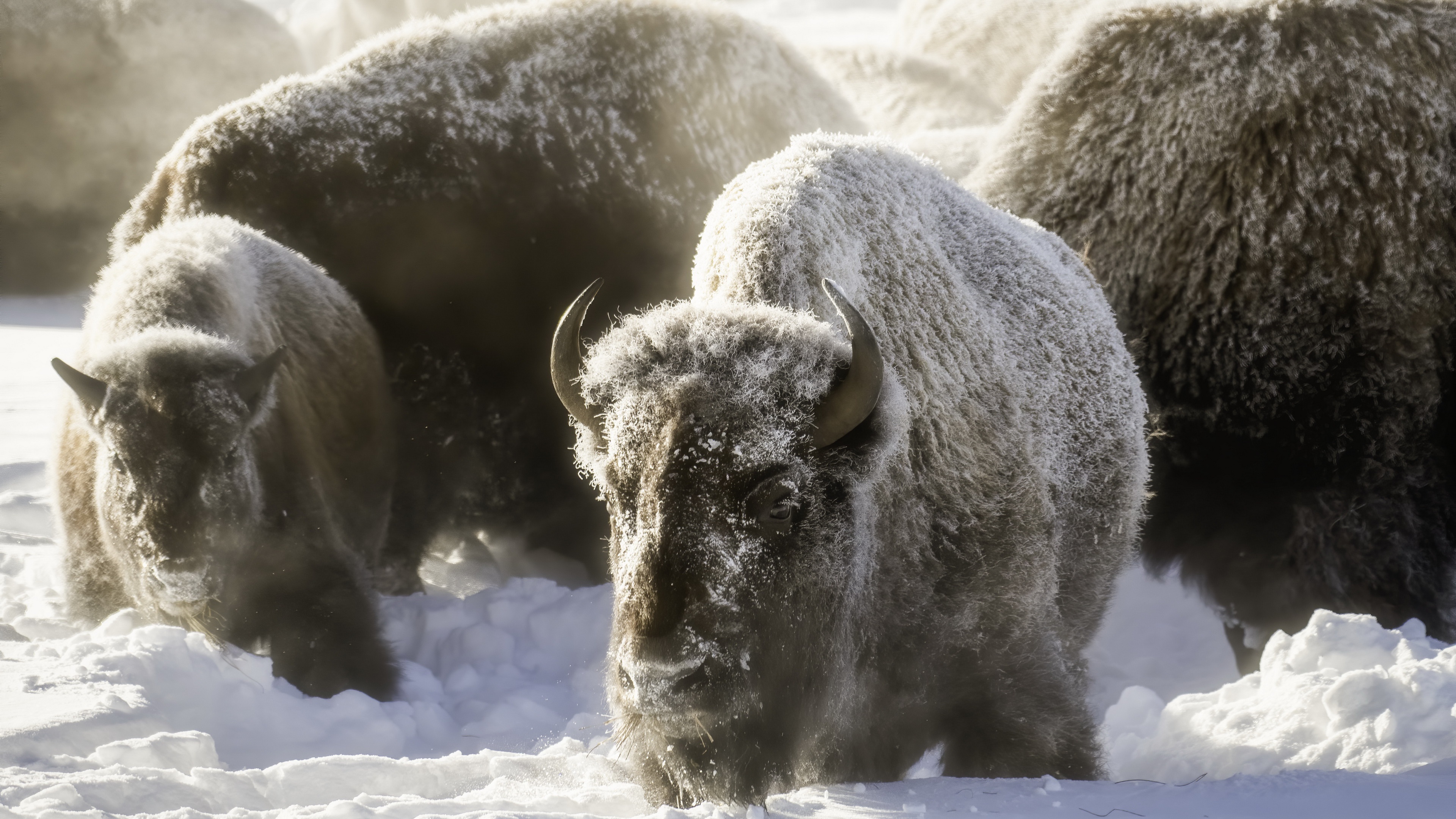 American bison in 4K ultra HD, Exceptional bison wallpaper, Breathtaking buffalo image, Detailed buffalo representation, 3840x2160 4K Desktop