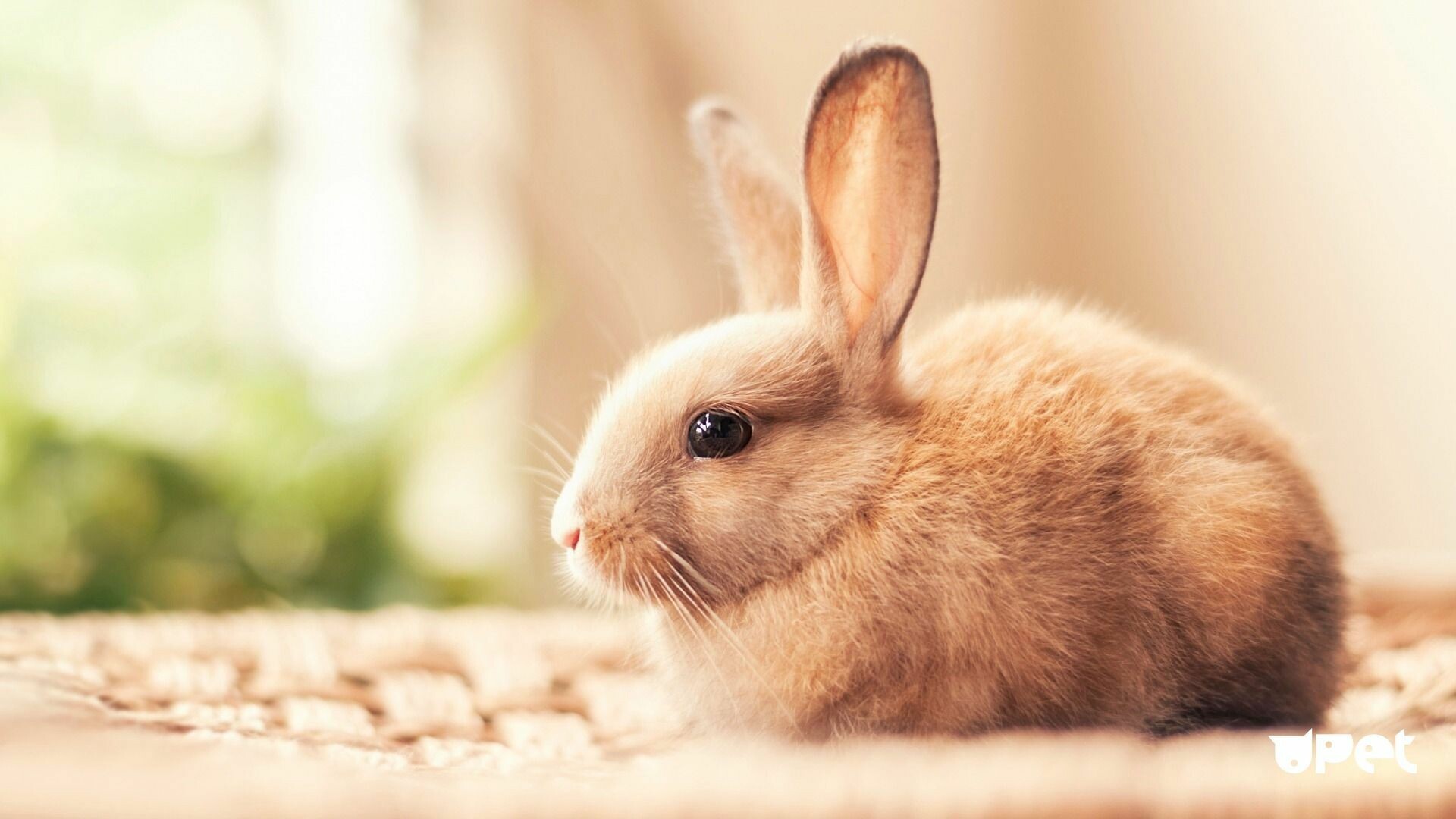 4K rabbit wallpapers, High-definition rabbits, Ultra HD backgrounds, Stunning visuals, 1920x1080 Full HD Desktop