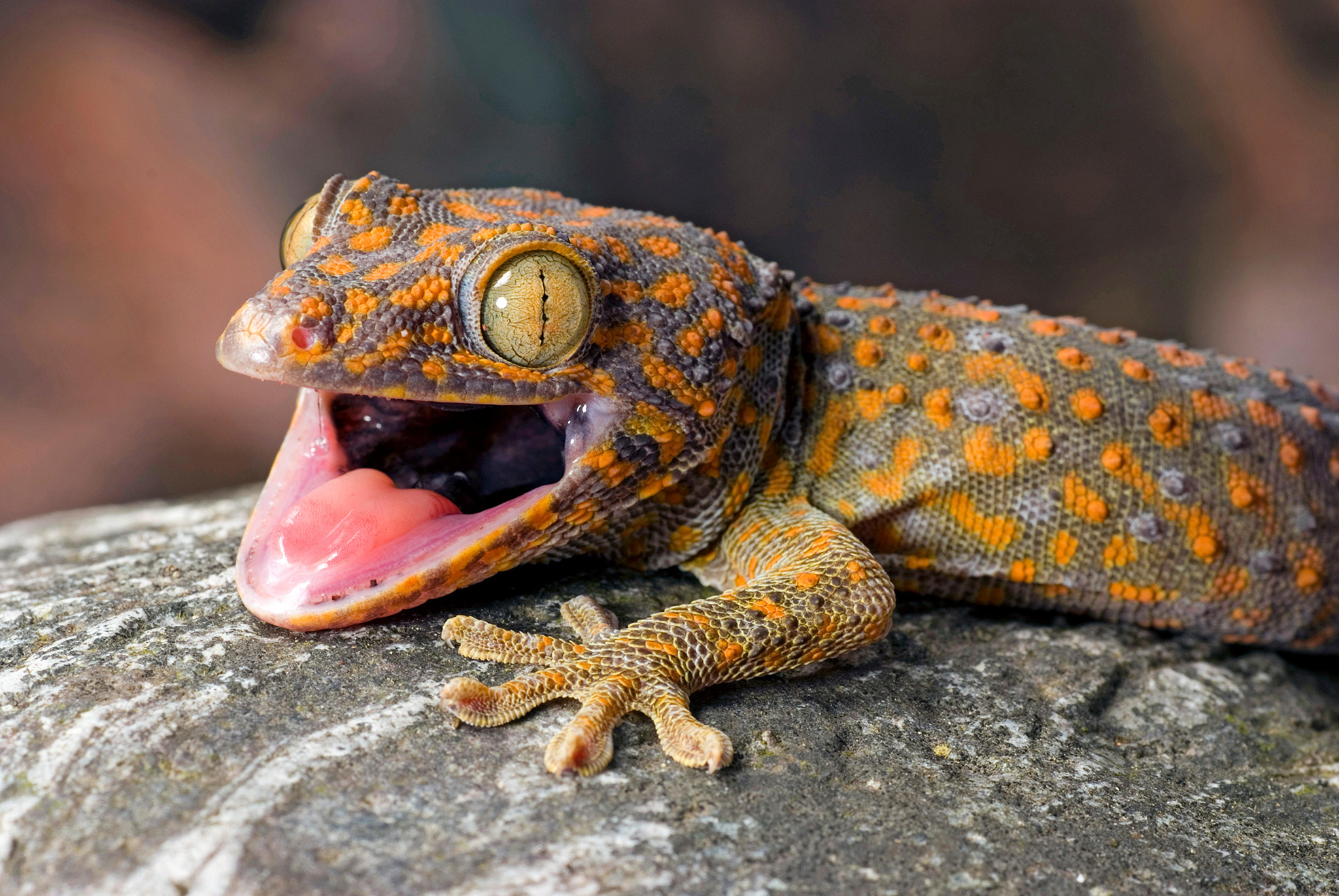 Gecko excellence, Stunning reptile, Detailed designs, Nature's masterpiece, 2050x1380 HD Desktop