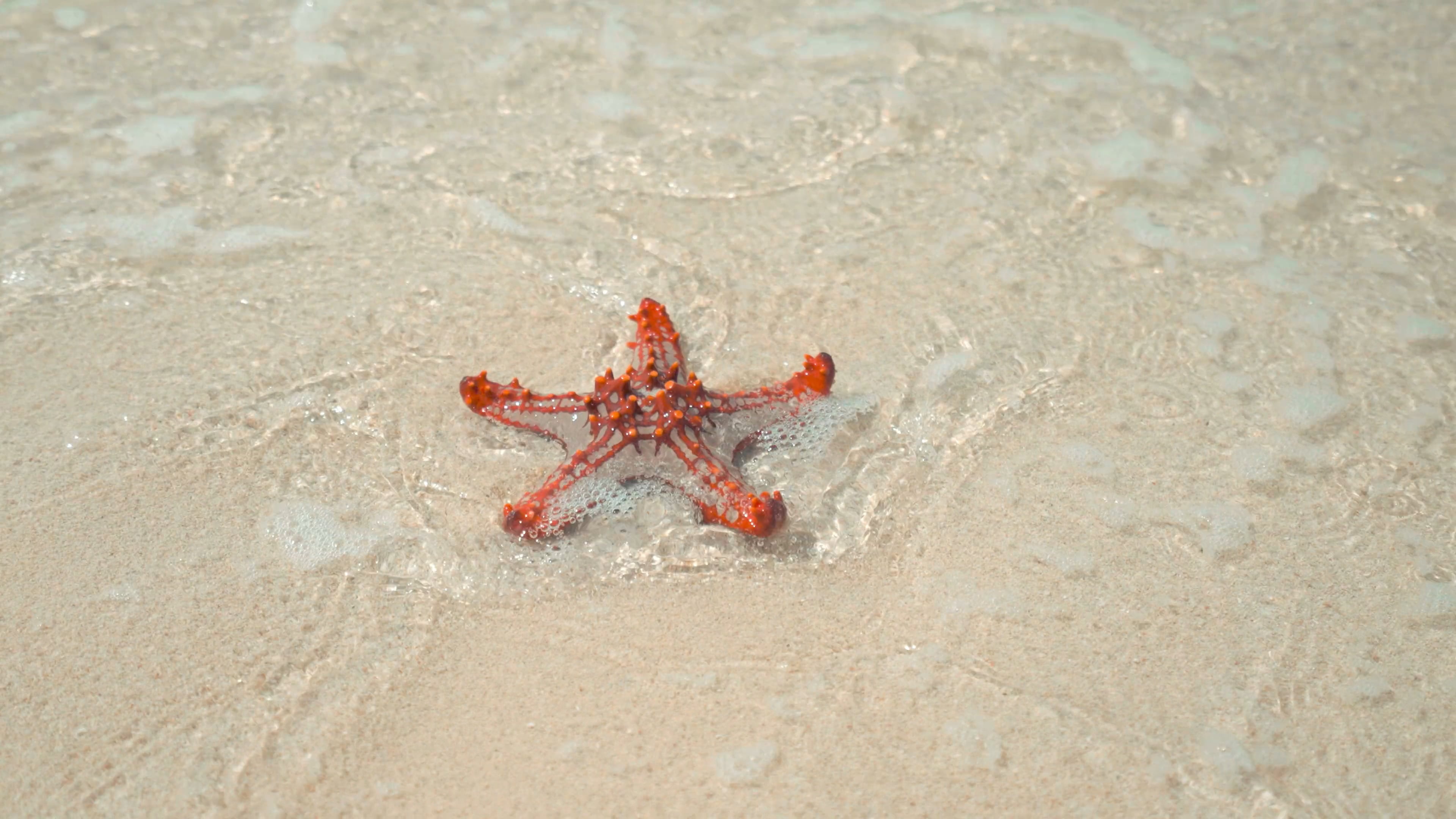 Star Fish on Shore, Free Stock Video, Close Up, Shot, 3840x2160 4K Desktop