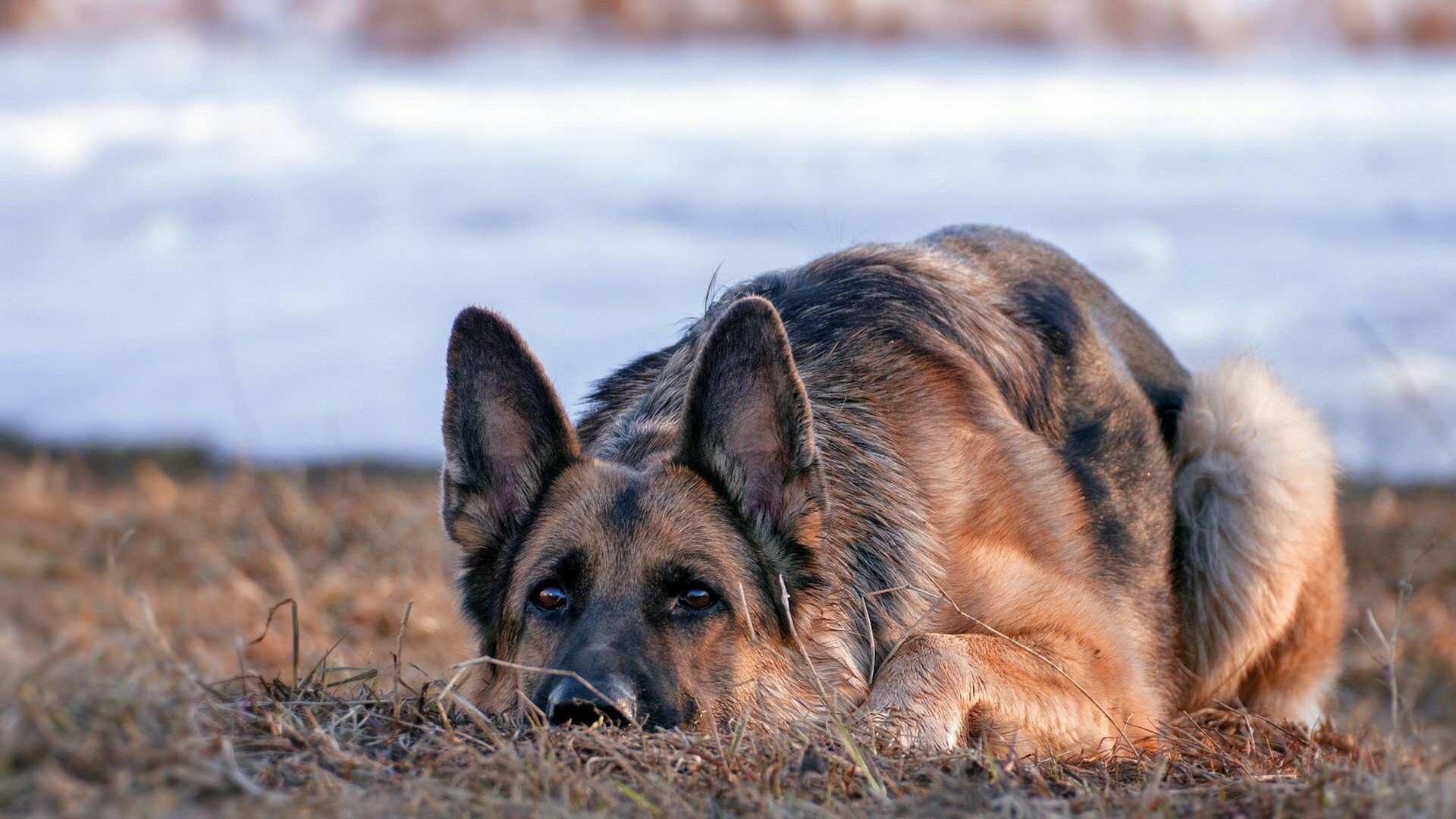 German Shepherd, Loyal companion, Protective nature, Intelligent breed, 1920x1080 Full HD Desktop