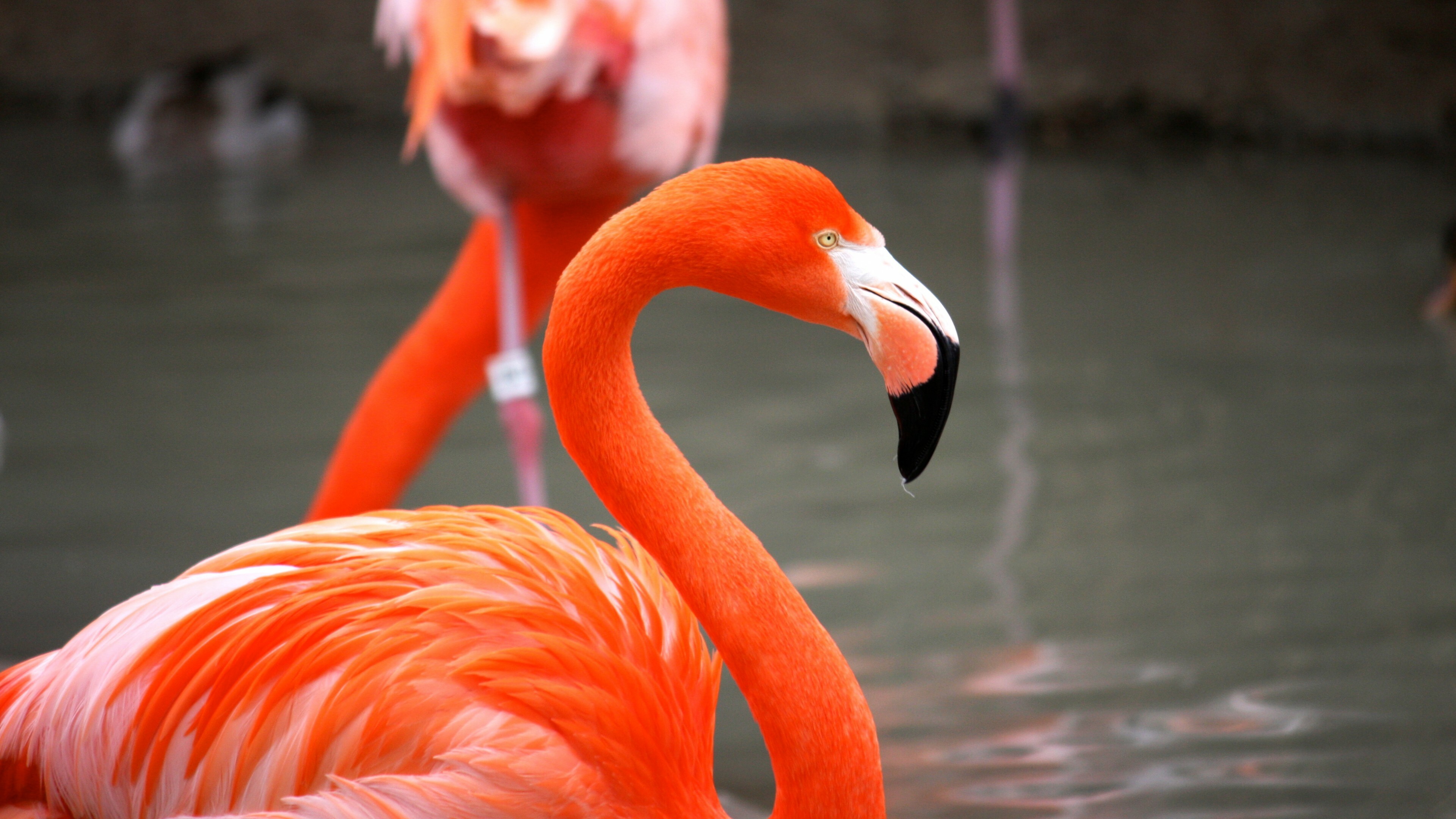 Red flamingo, Flamingos Wallpaper, 3840x2160 4K Desktop