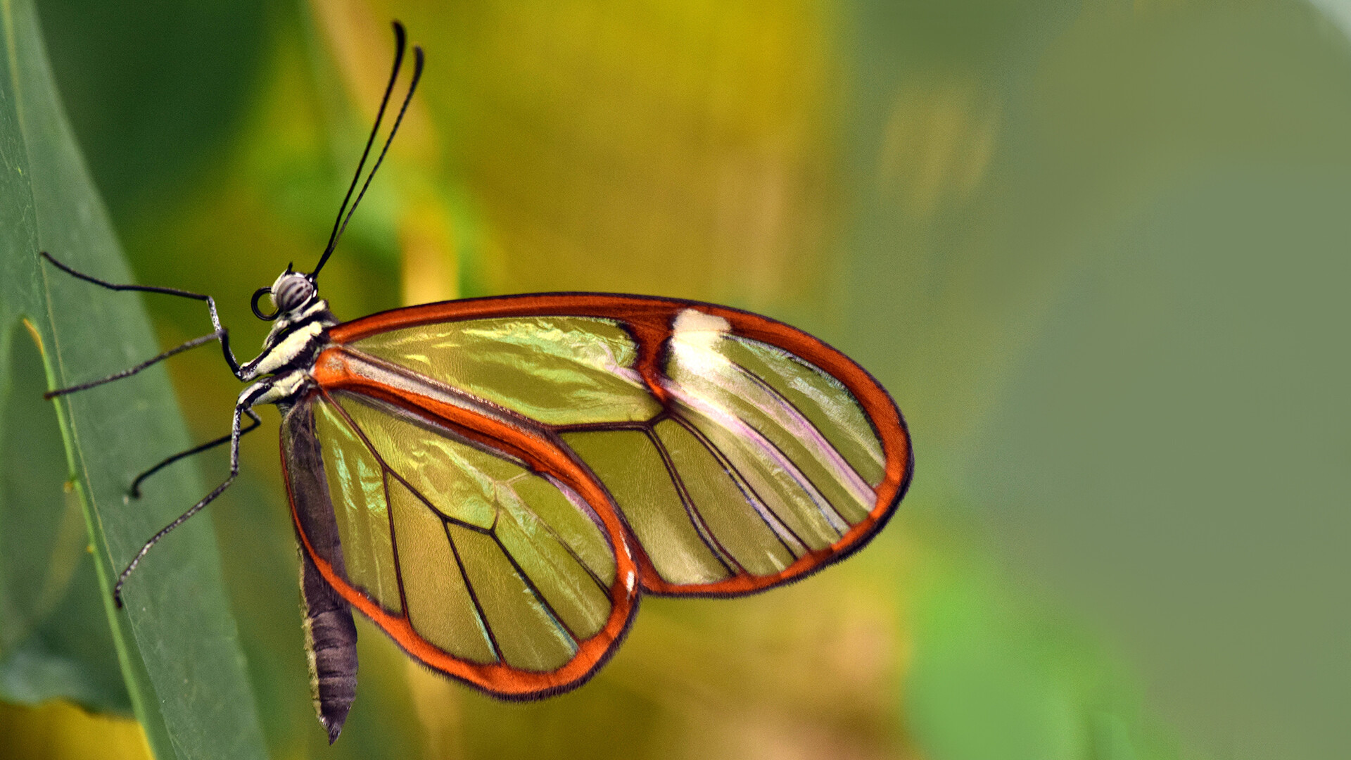 Beautiful butterfly Chromebook wallpaper, HD and 2K display, Captivating visuals, Striking combination, 1920x1080 Full HD Desktop