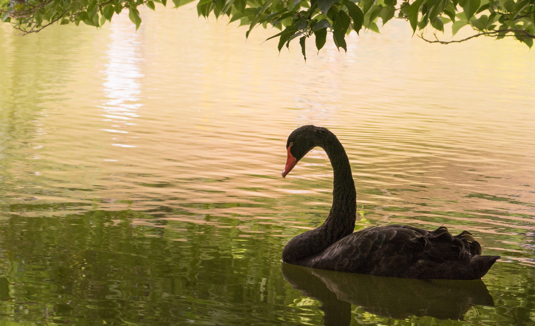 Water bird swan, Monochrome elegance, Manual resize, Black beauty, 2050x1250 HD Desktop