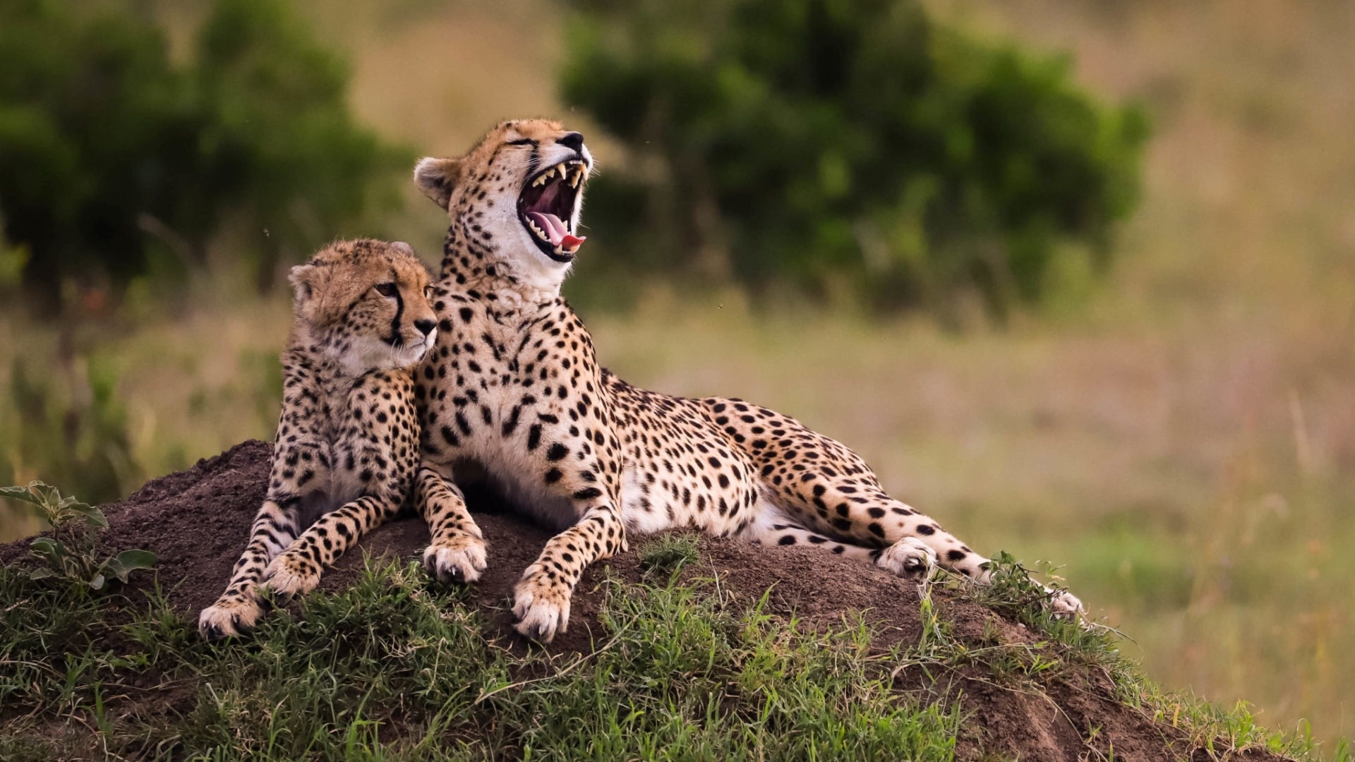 Night photo heaven, Masai Mara Safari, 1920x1080 Full HD Desktop