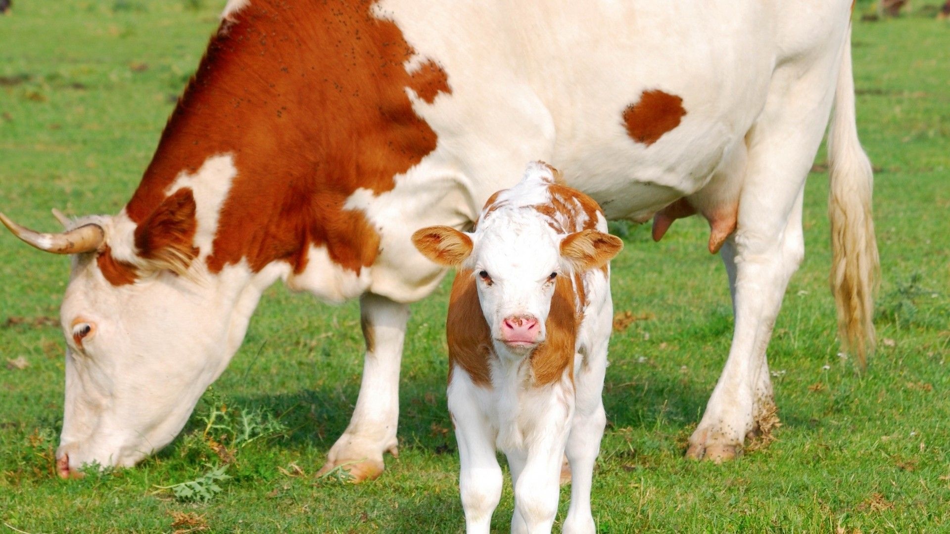 Grazing cow, Domestic animal, Countryside, Rural life, 1920x1080 Full HD Desktop