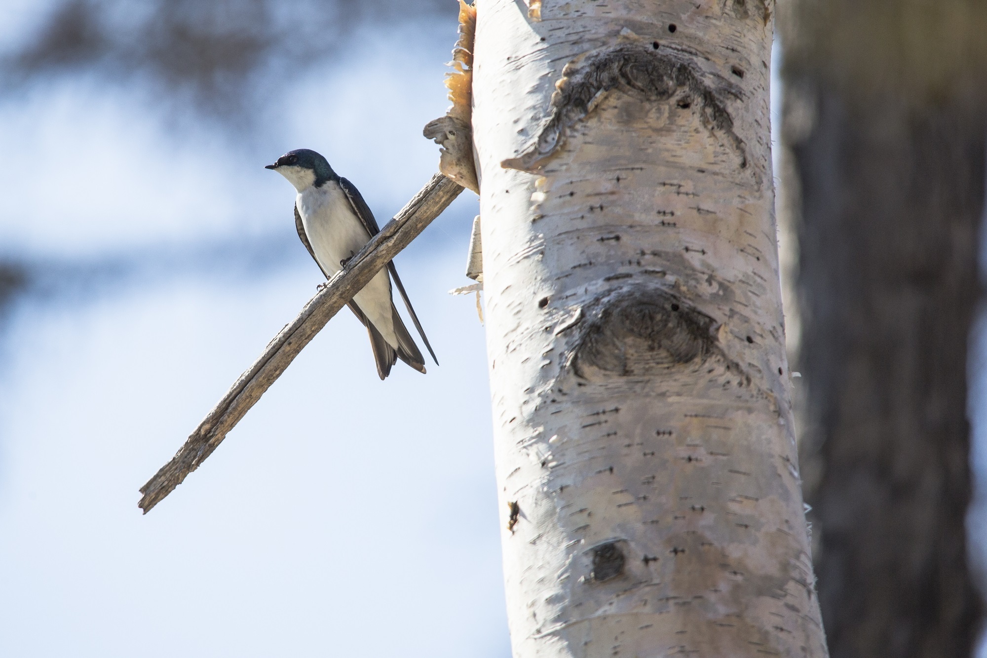 Swallow, Serene bird species, Free download, Nature's tranquility, 2000x1340 HD Desktop