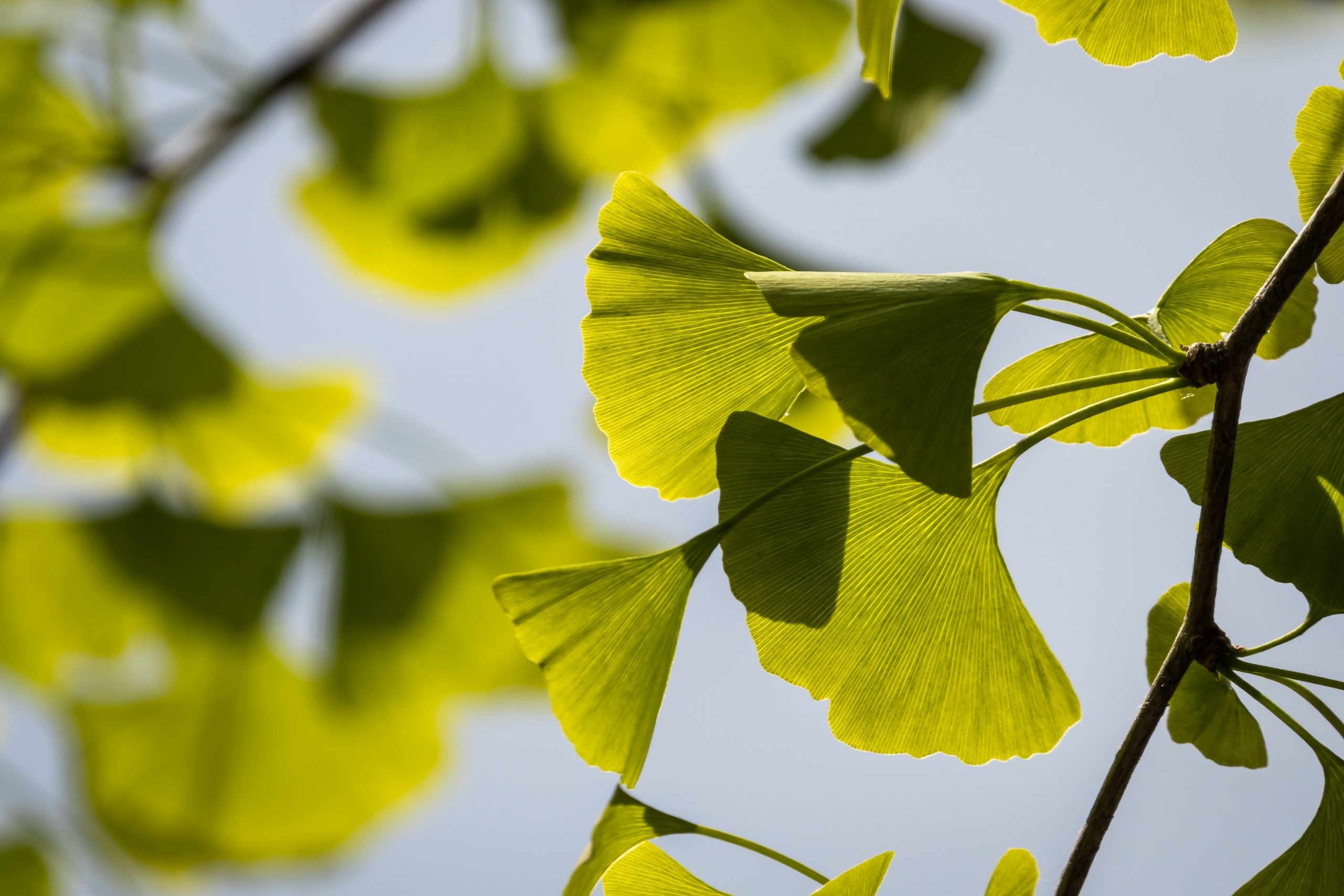 Ginkgo Biloba, Home decor, Natural beauty, Serene ambiance, 2560x1710 HD Desktop