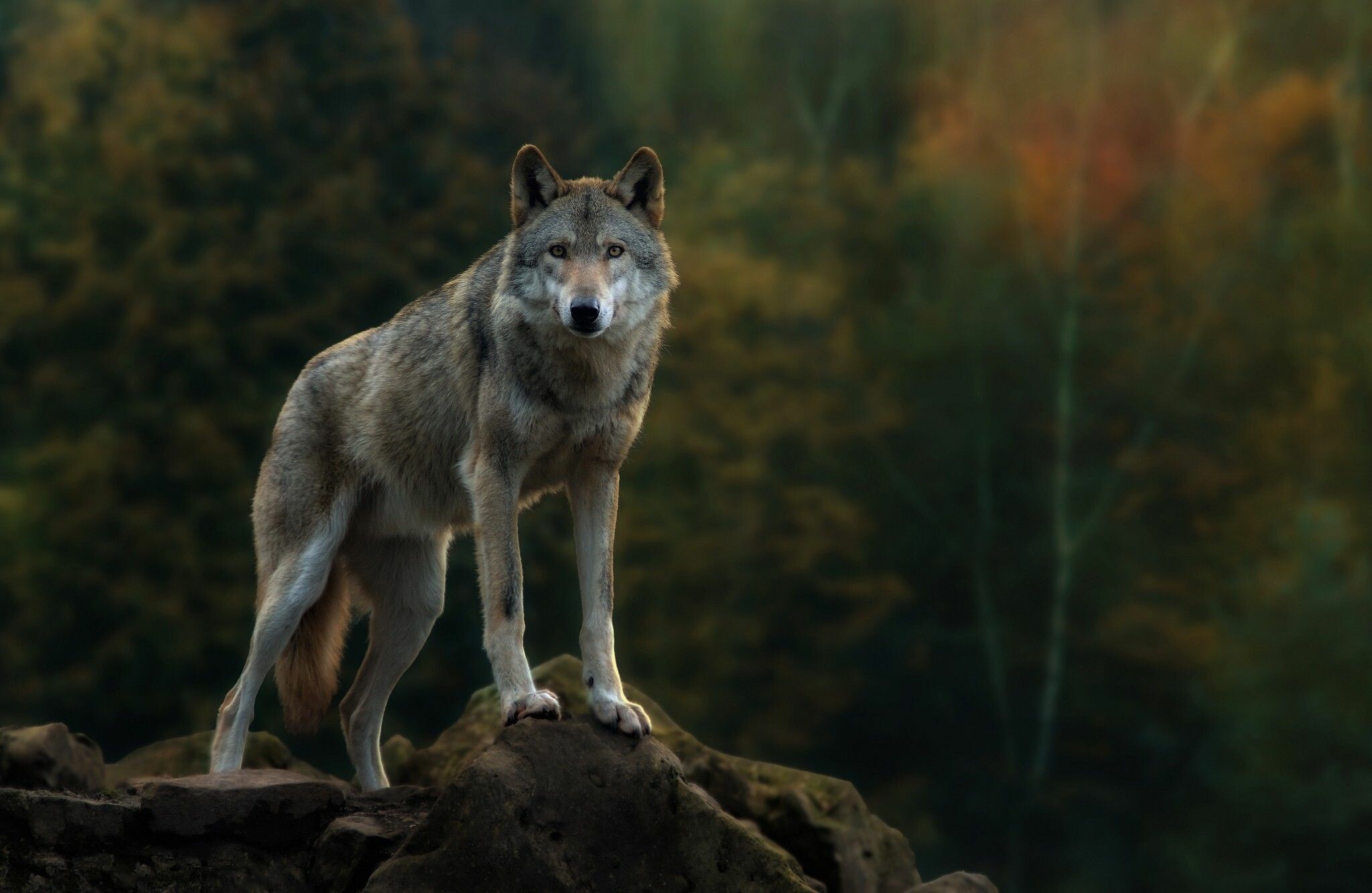 Nature wolf wallpapers 4K, Stunning landscapes, Harmonious coexistence, Natural beauty, 2050x1340 HD Desktop