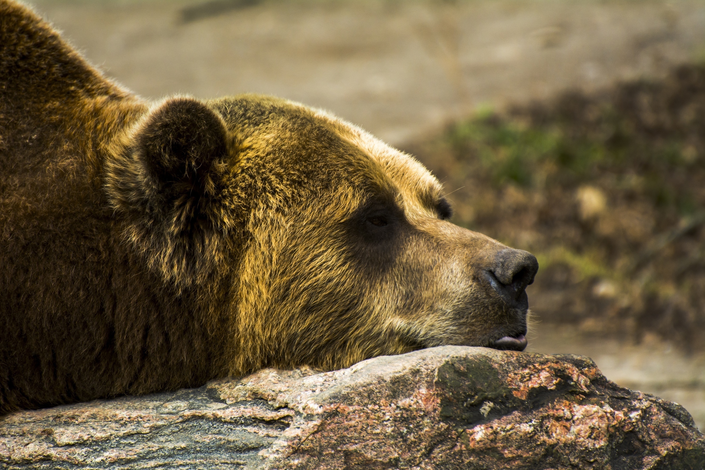 Face profile, Grizzly Bears Wallpaper, 3000x2000 HD Desktop