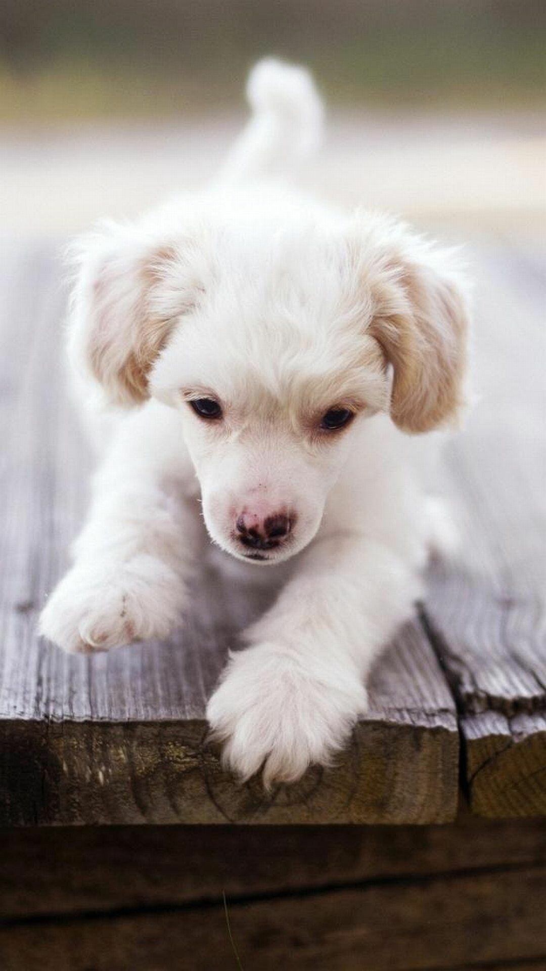 Labrador Retriever, White puppy, Free HTC wallpapers, Cute and cuddly, 1080x1920 Full HD Phone