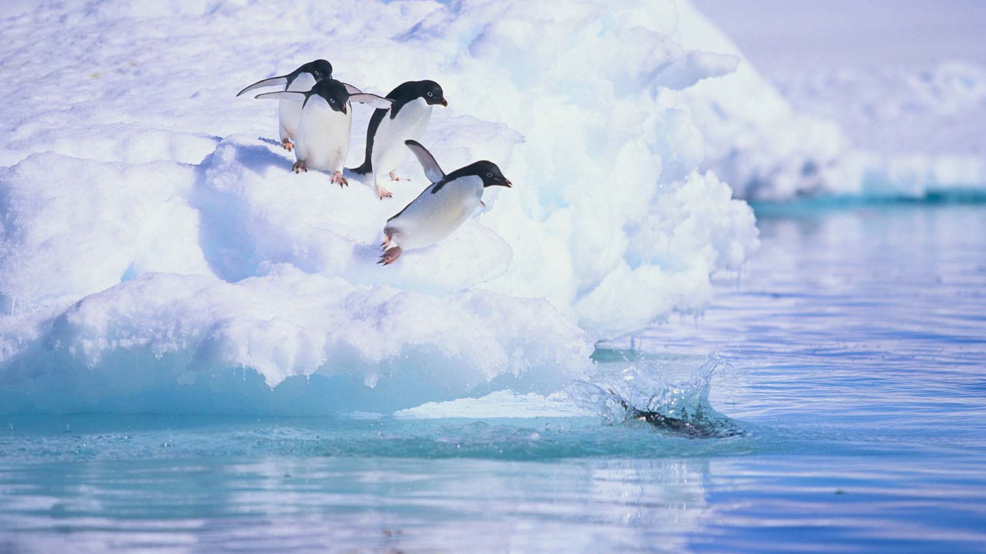 Antarctica, Travel, South Georgia, Visit, 1920x1080 Full HD Desktop