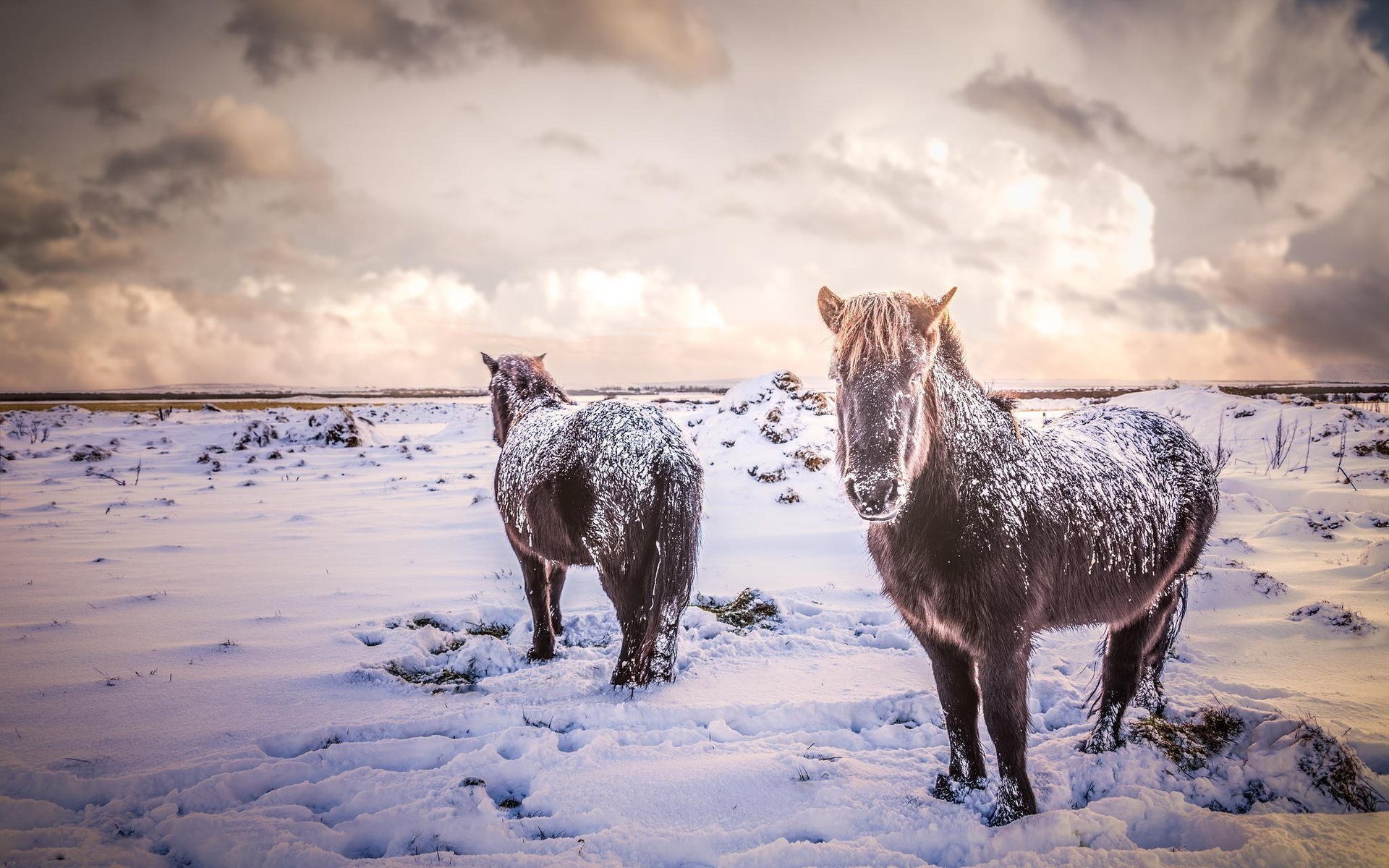 Icelandic, Horses in the Snow Wallpaper, 1920x1200 HD Desktop