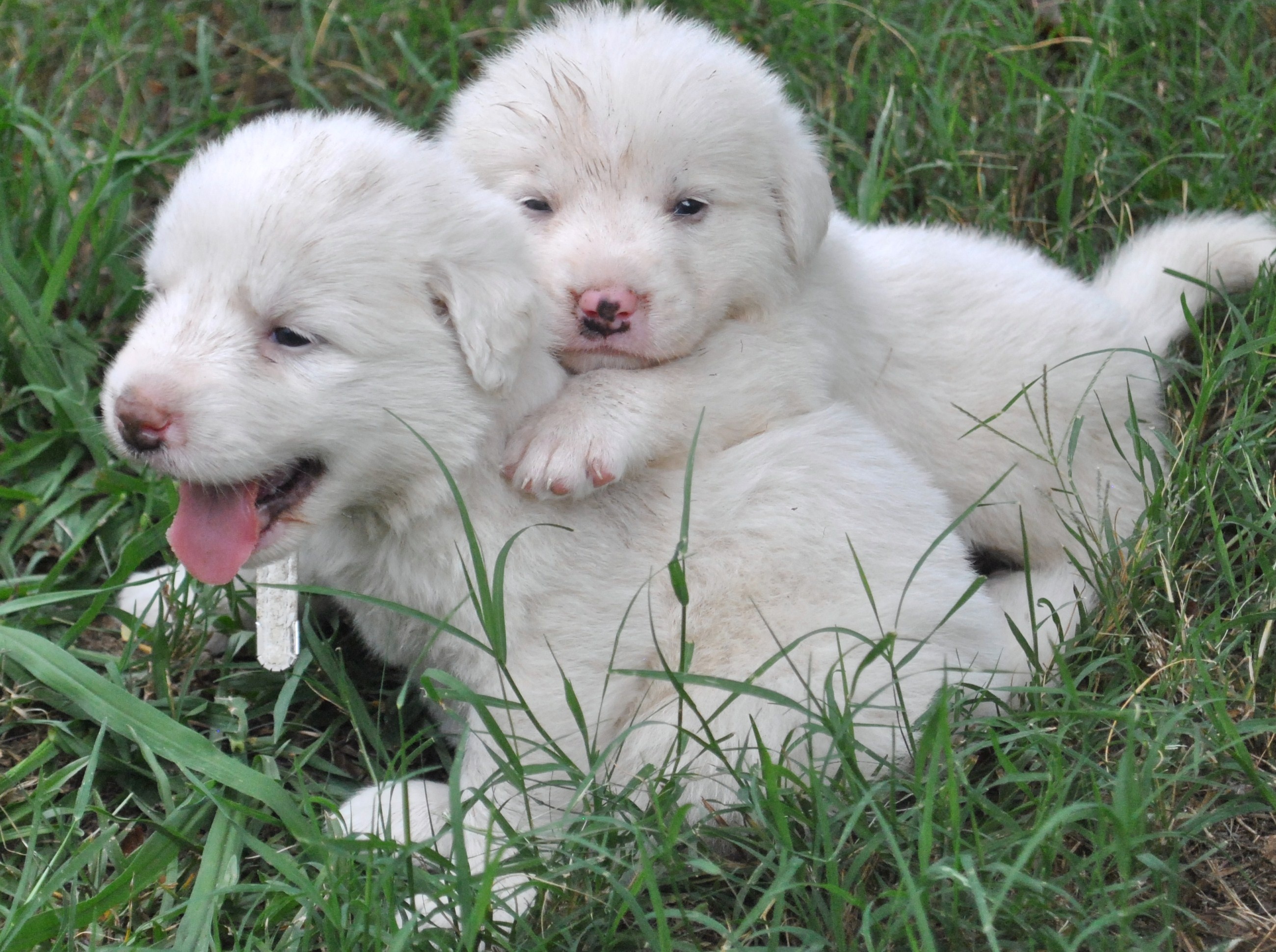 Siblings, Great Pyrenees Wallpaper, 2600x1940 HD Desktop