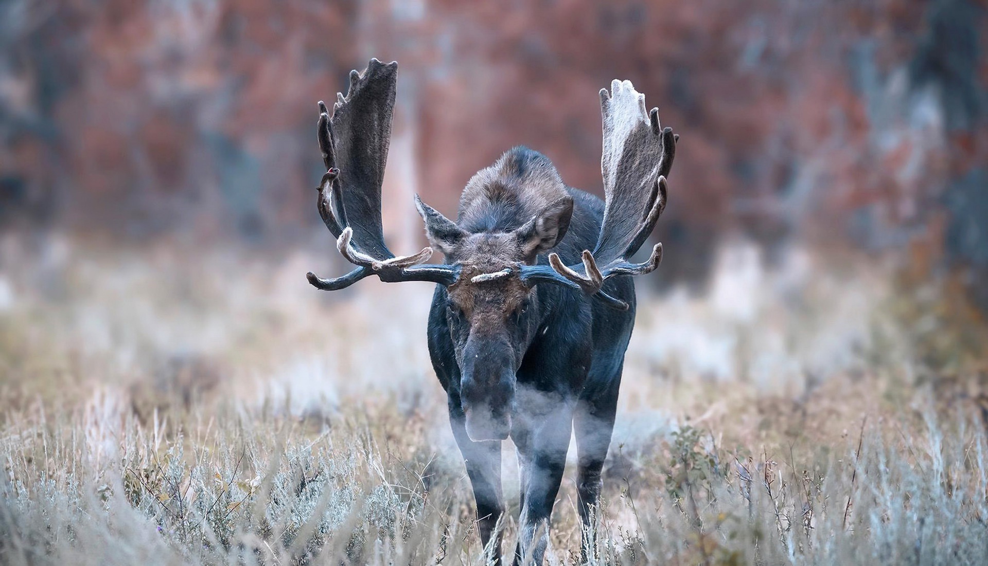 100 moose wallpapers, Extensive collection, Nature's beauty, Wallpaper variety, 1920x1110 HD Desktop