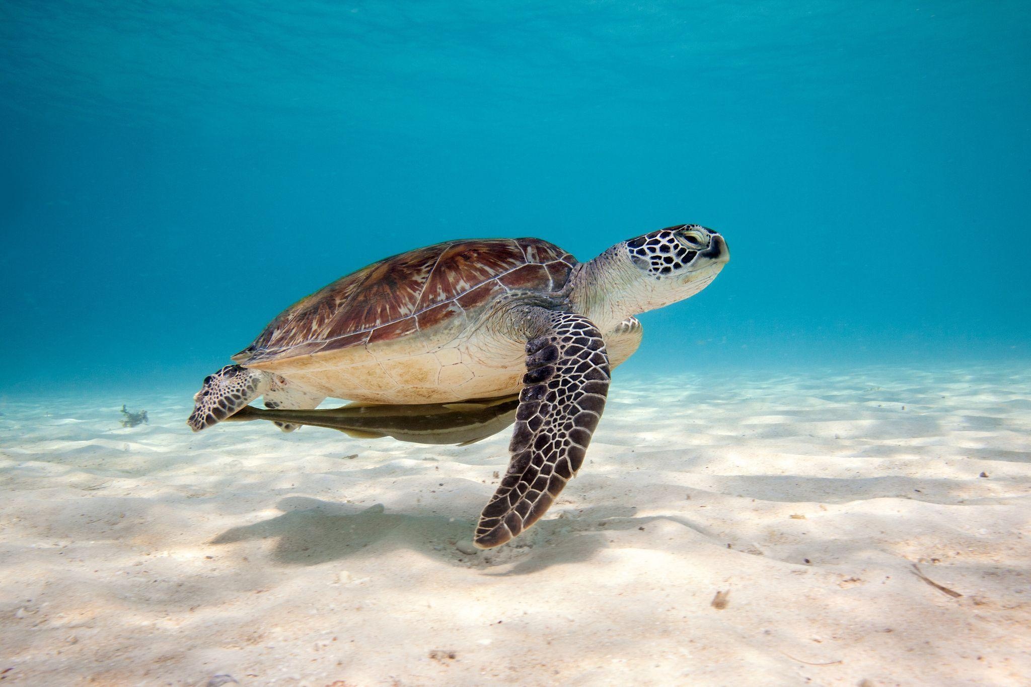 Turtle, Underwater wallpapers, Marine life, Tranquil environment, 2050x1370 HD Desktop