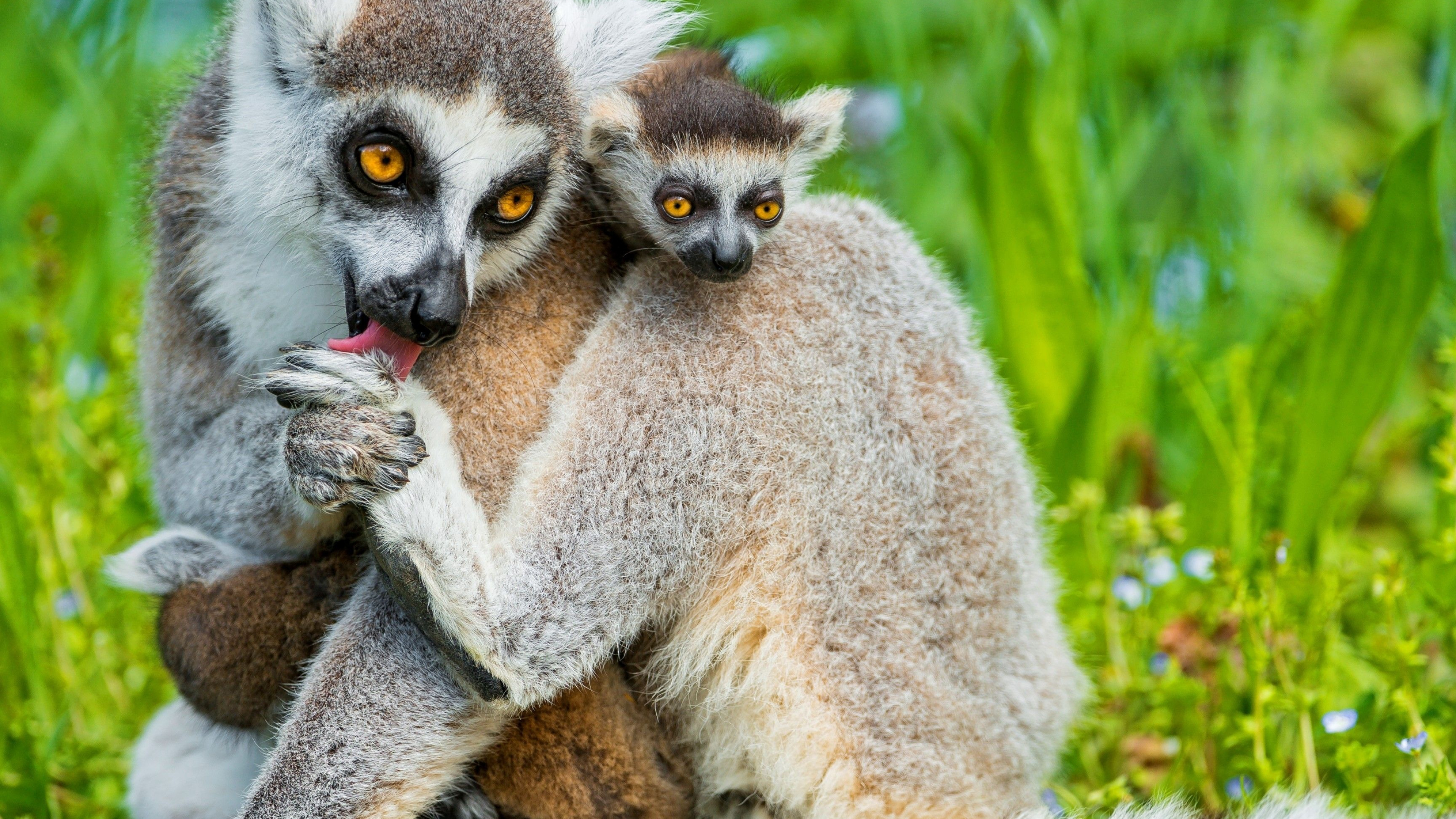 Mother and baby, Lemurs Wallpaper, 3840x2160 4K Desktop