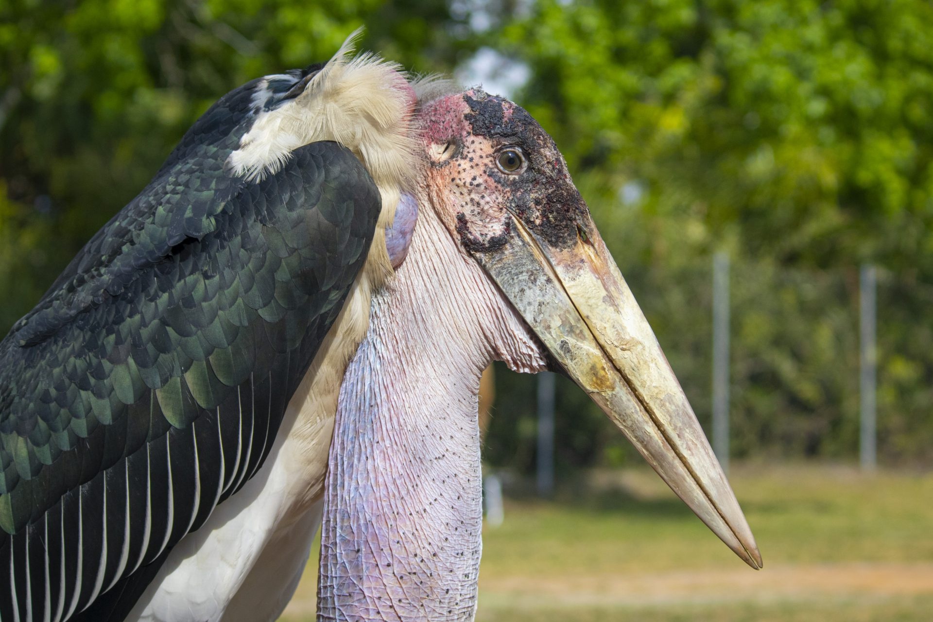 Feathered marabou, Impressive bird, Beautiful plumage, Exotic creature, 1920x1280 HD Desktop